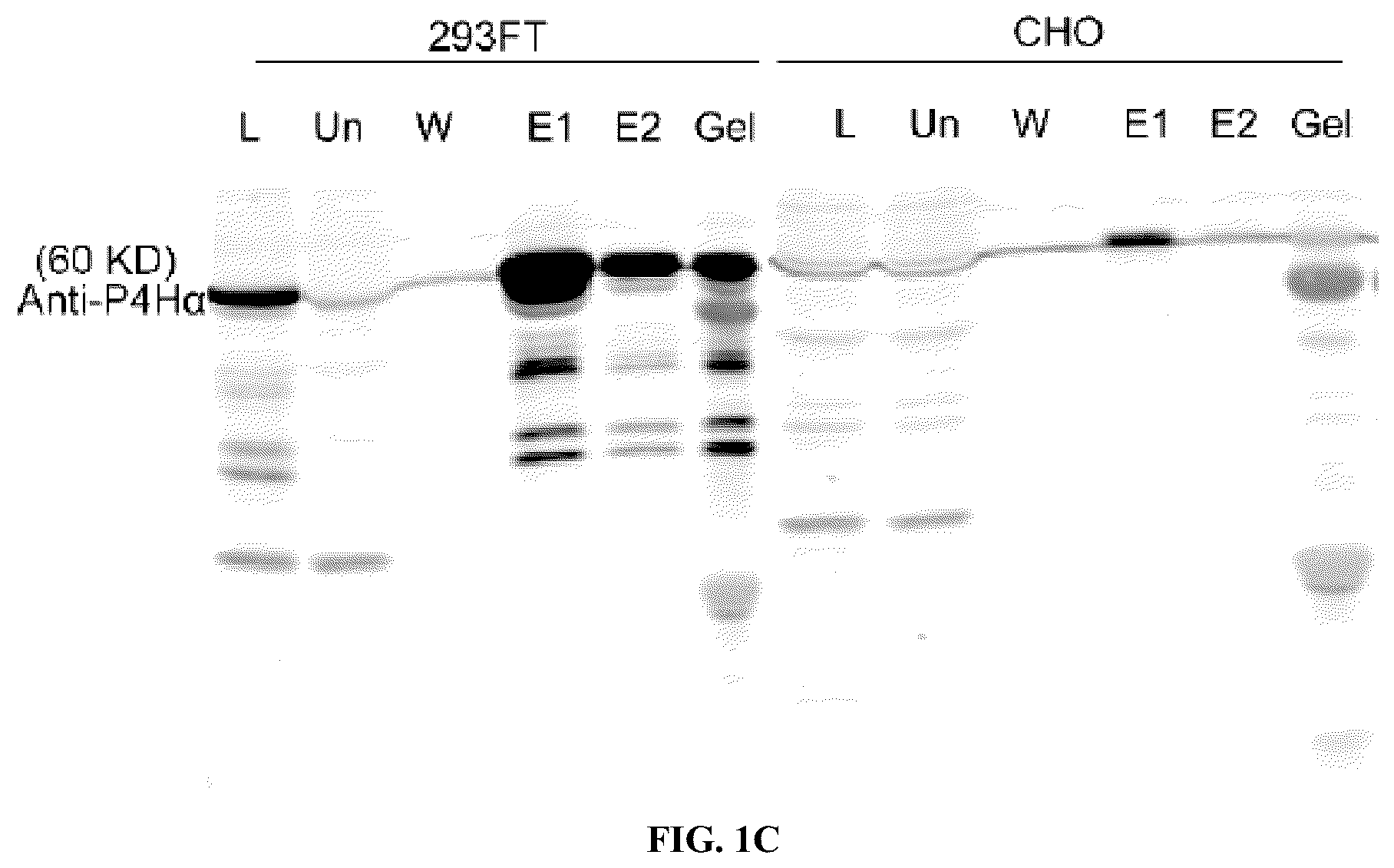 Patent US12564578 Figure 2 – Collagen P4H1 inhibitor and its use
