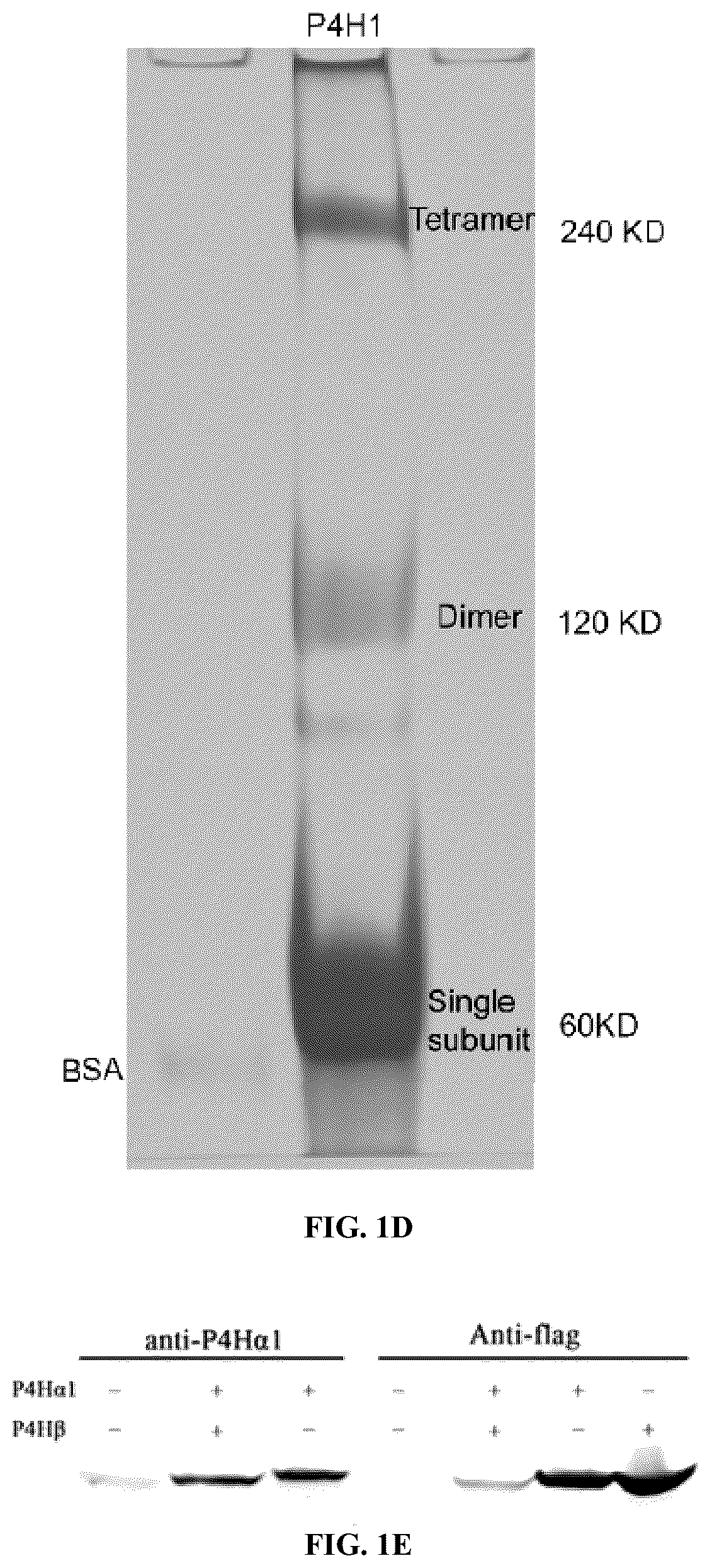 Patent US12564578 Figure 3 – Collagen P4H1 inhibitor and its use