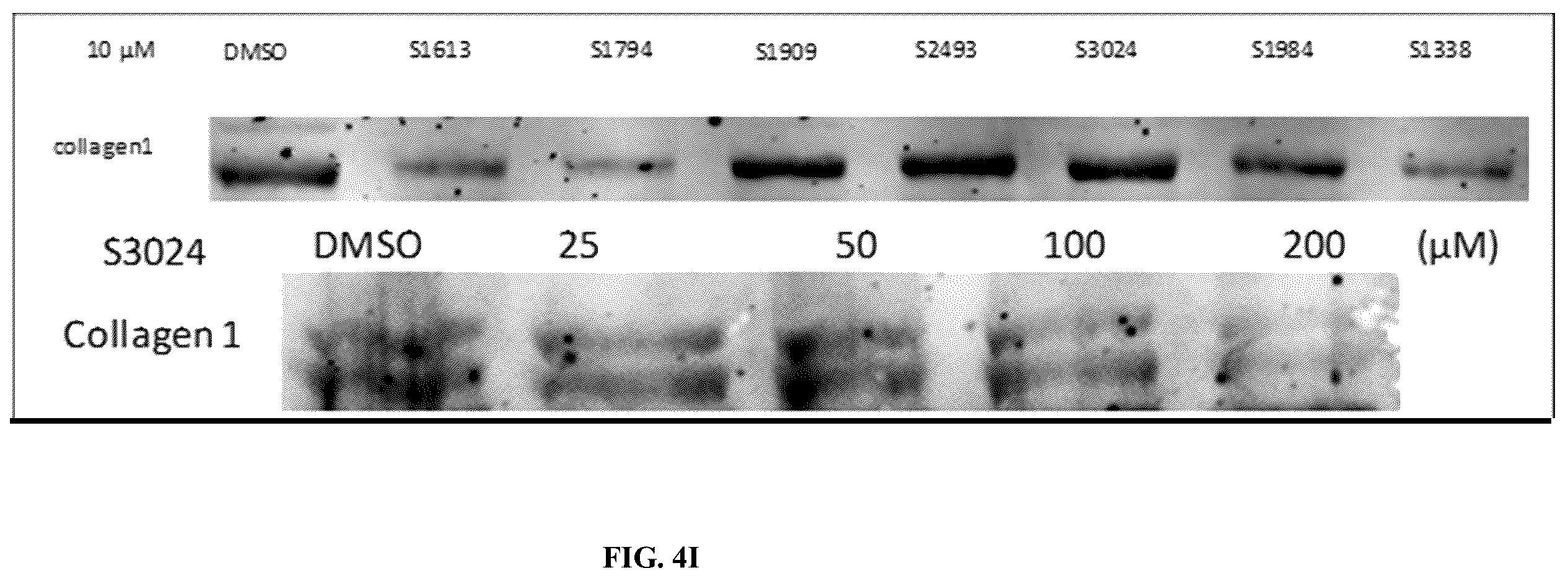Patent US12564578 Figure 13 – Collagen P4H1 inhibitor and its use