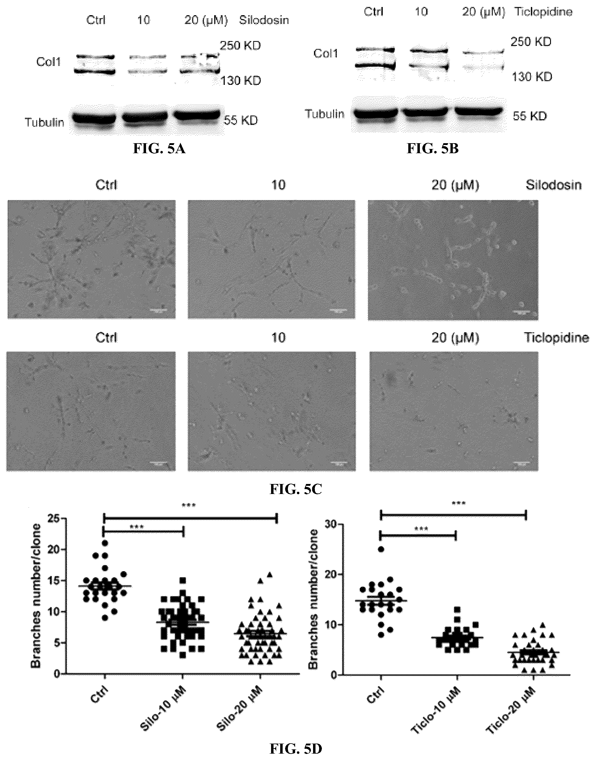 Patent US12564578 Figure 14 – Collagen P4H1 inhibitor and its use