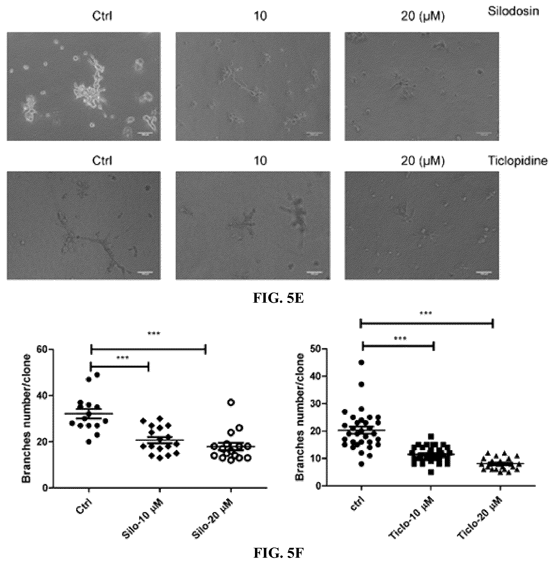 Patent US12564578 Figure 15 – Collagen P4H1 inhibitor and its use