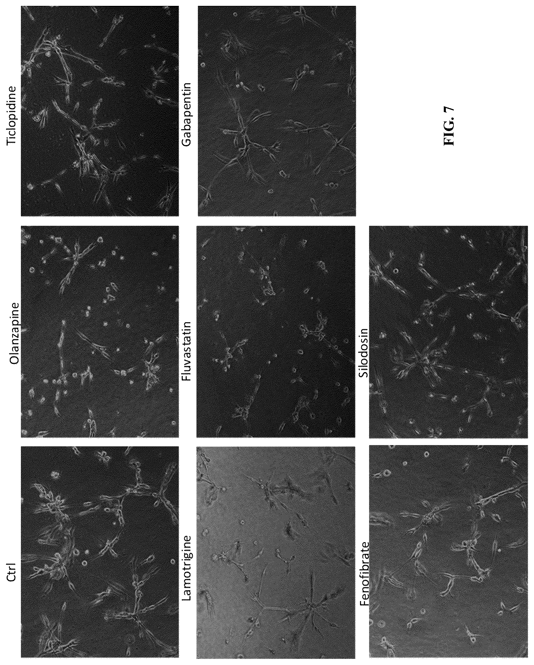 Patent US12564578 Figure 17 – Collagen P4H1 inhibitor and its use