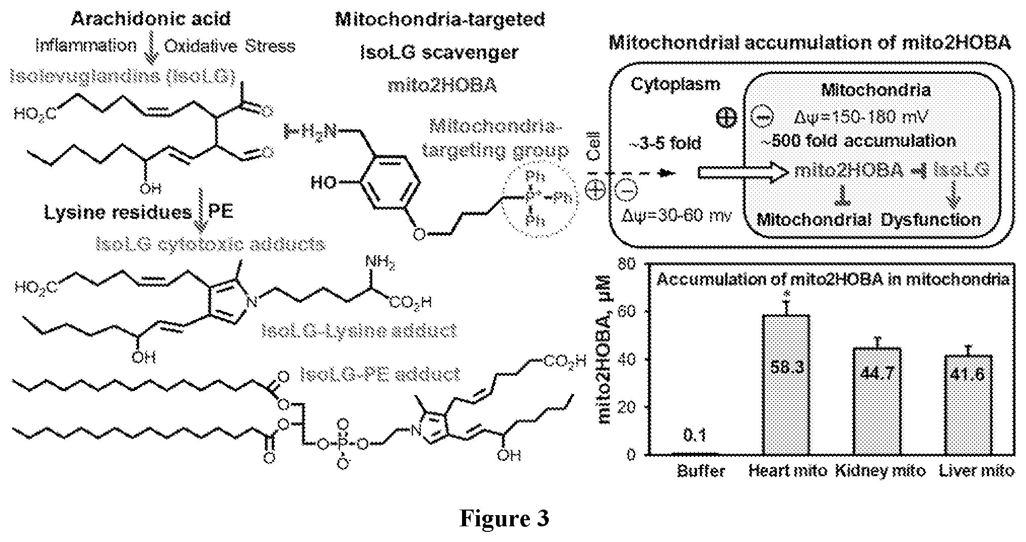 Patent US12564580 Figure 3 – Mitochondria-targeted isoketal/isolevuglandin scavengers and uses thereof