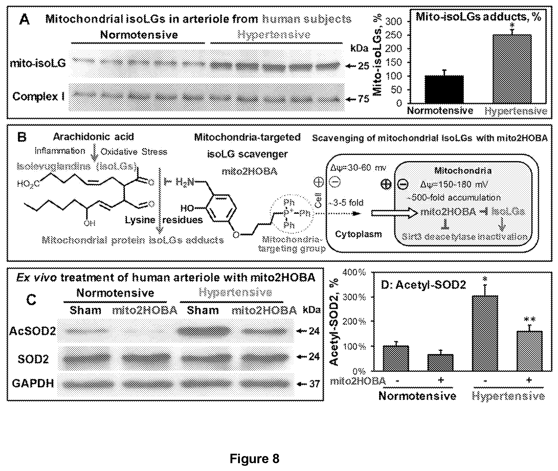 Patent US12564580 Figure 8 – Mitochondria-targeted isoketal/isolevuglandin scavengers and uses thereof