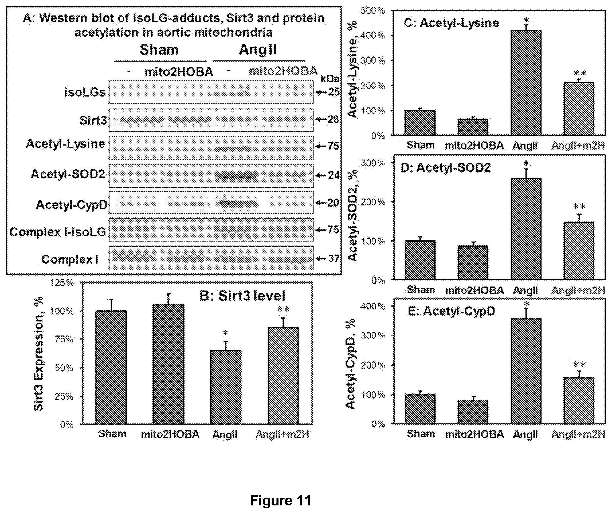 Patent US12564580 Figure 11 – Mitochondria-targeted isoketal/isolevuglandin scavengers and uses thereof