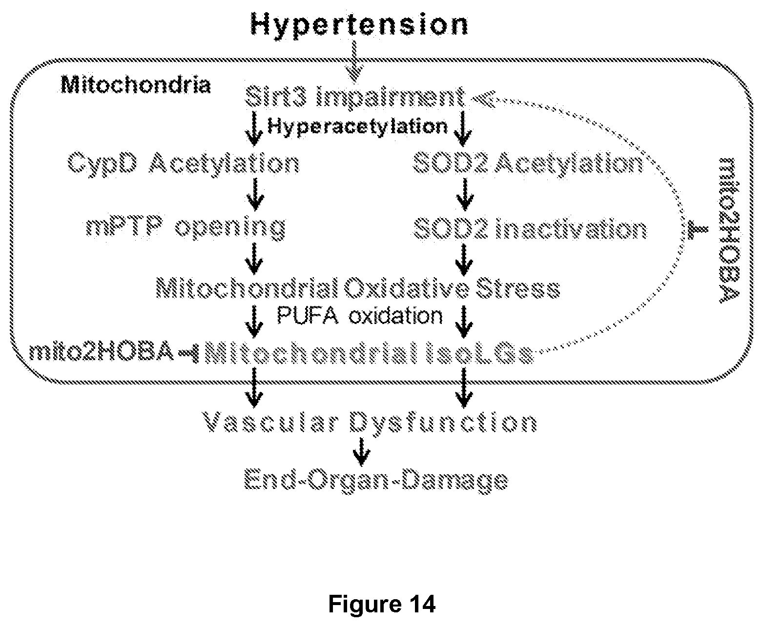 Patent US12564580 Figure 14 – Mitochondria-targeted isoketal/isolevuglandin scavengers and uses thereof
