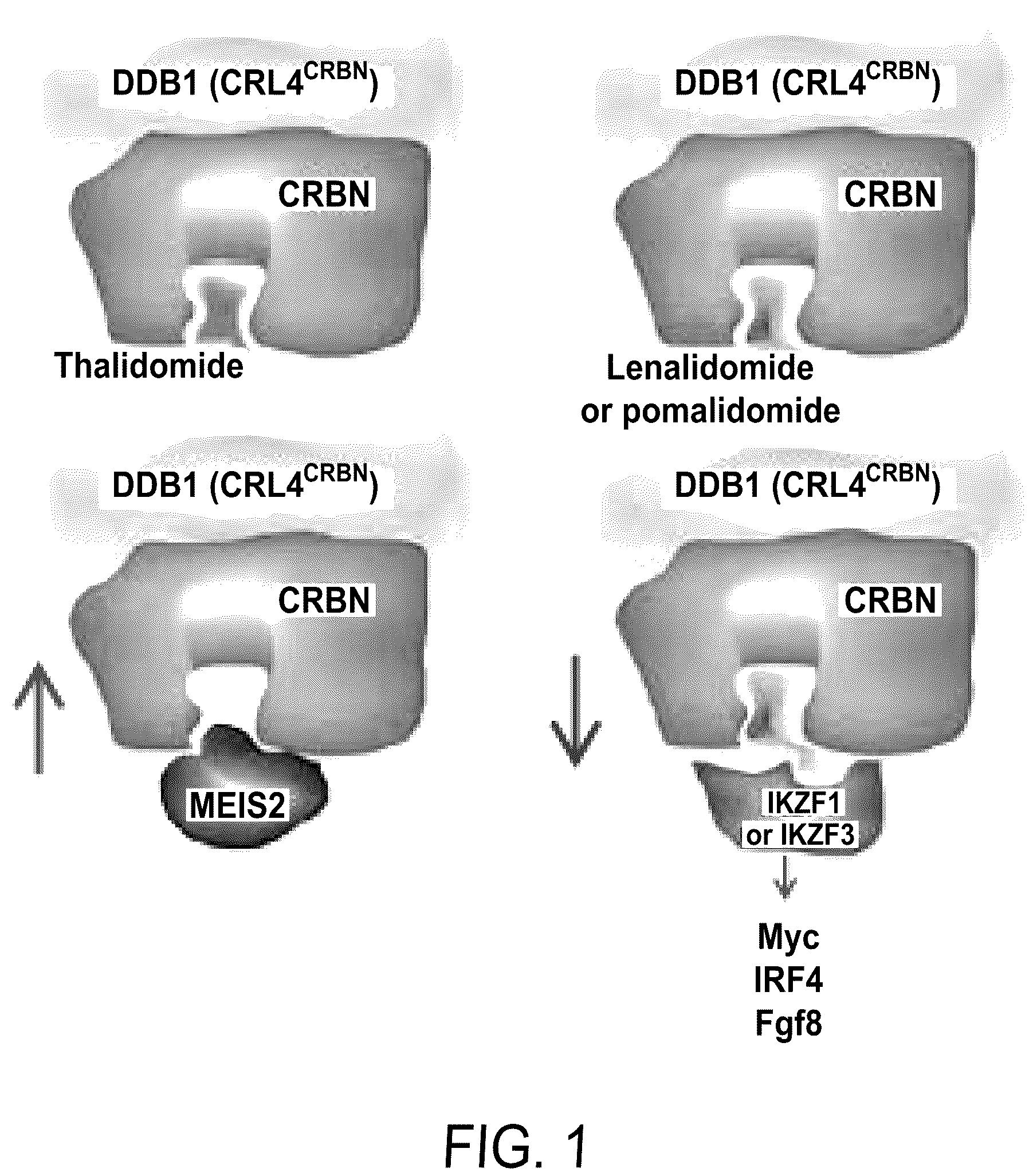 Patent US12564583 Figure 1 – Small molecules against cereblon to enhance effector T cell function