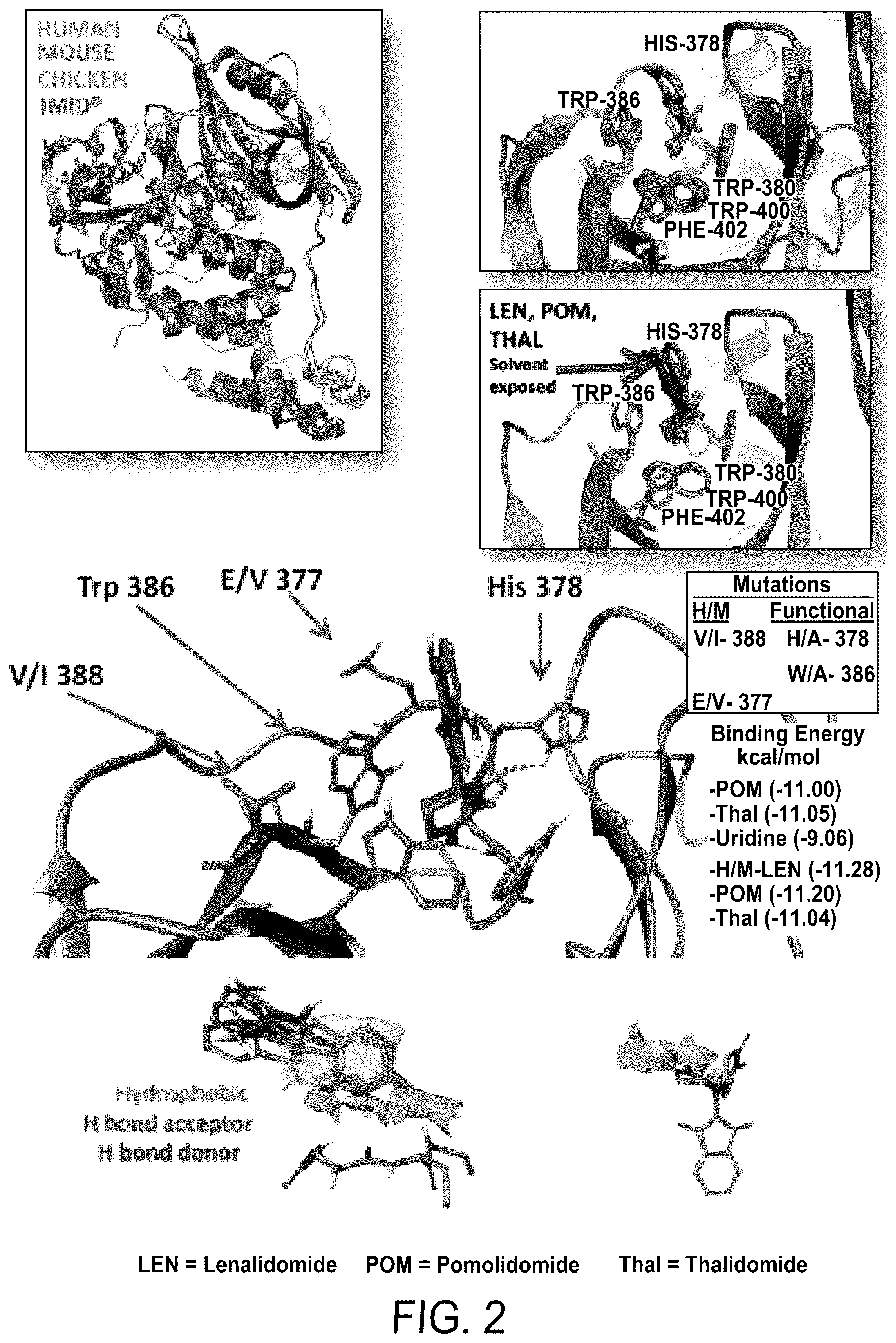 Patent US12564583 Figure 2 – Small molecules against cereblon to enhance effector T cell function