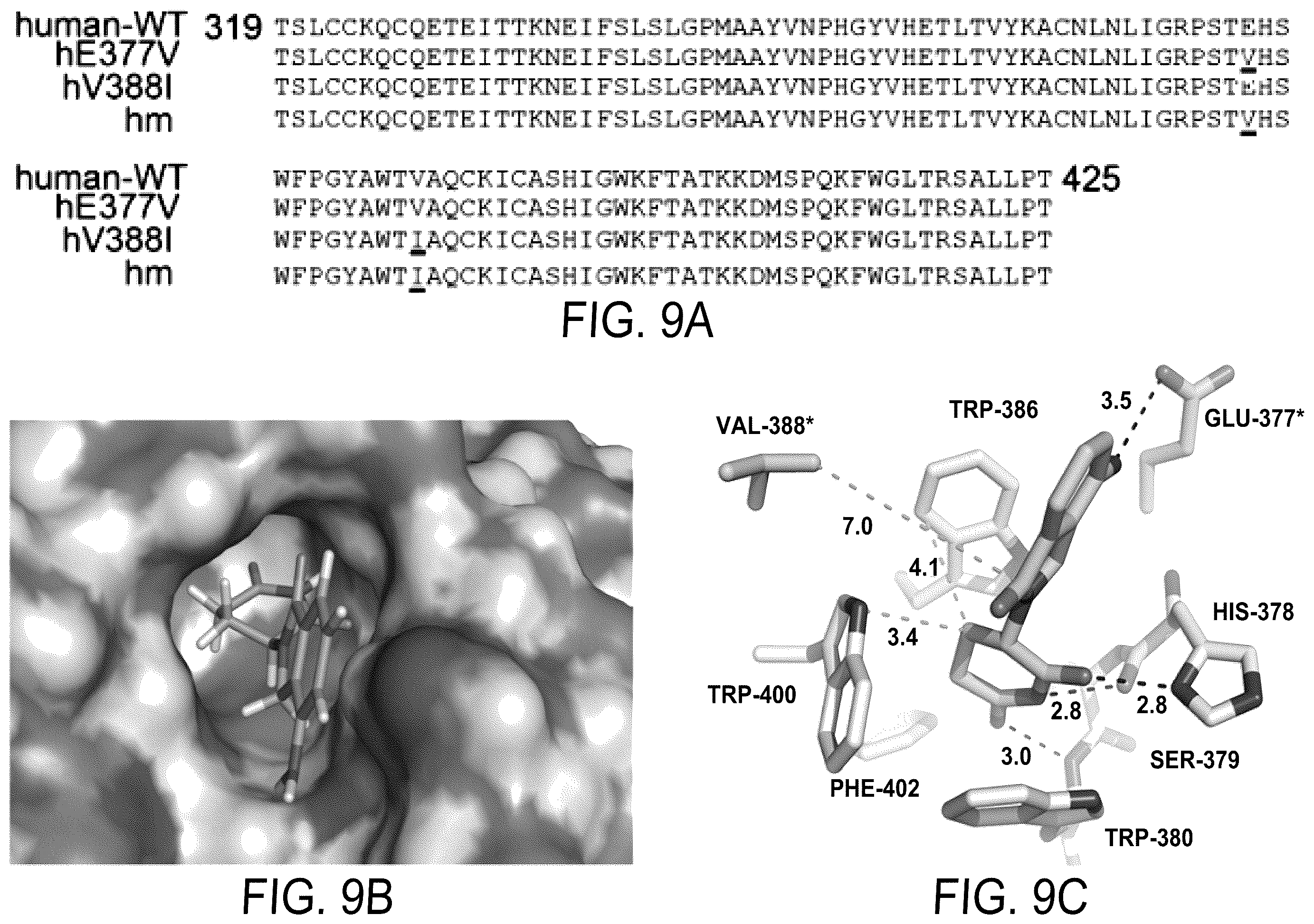 Patent US12564583 Figure 11 – Small molecules against cereblon to enhance effector T cell function