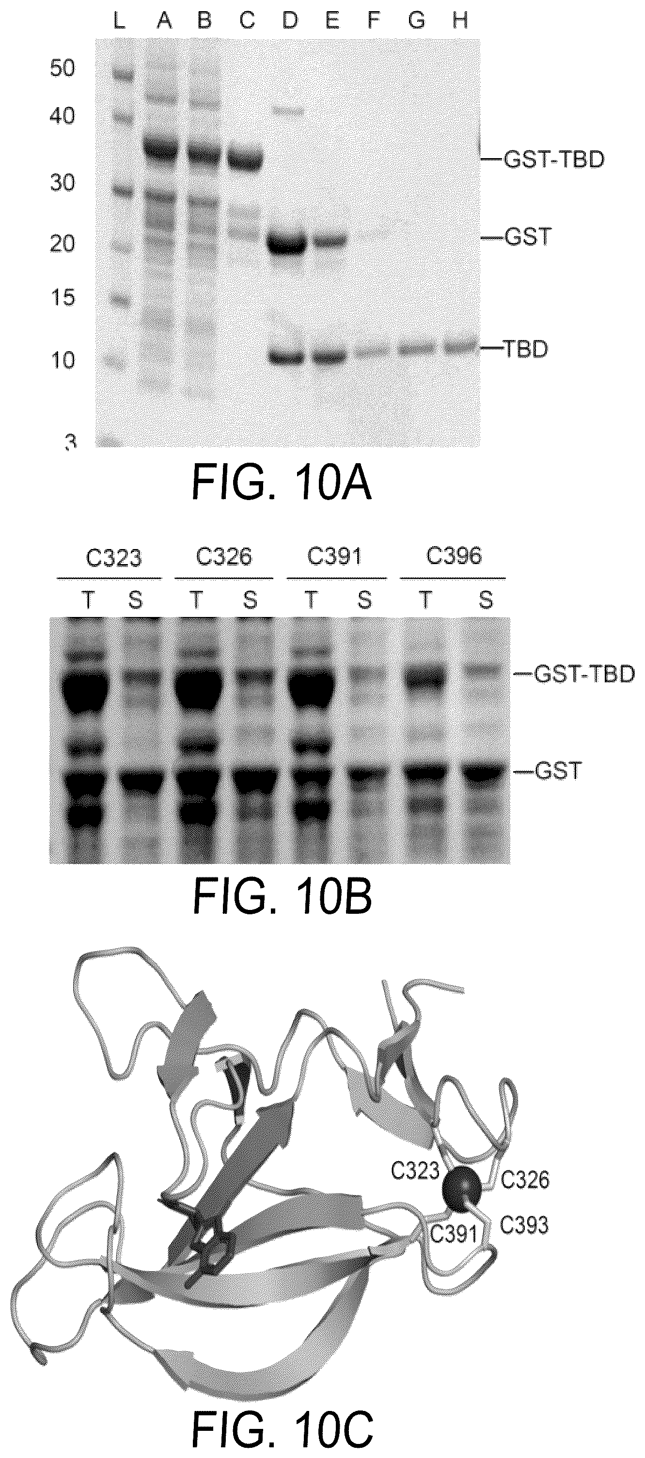Patent US12564583 Figure 13 – Small molecules against cereblon to enhance effector T cell function