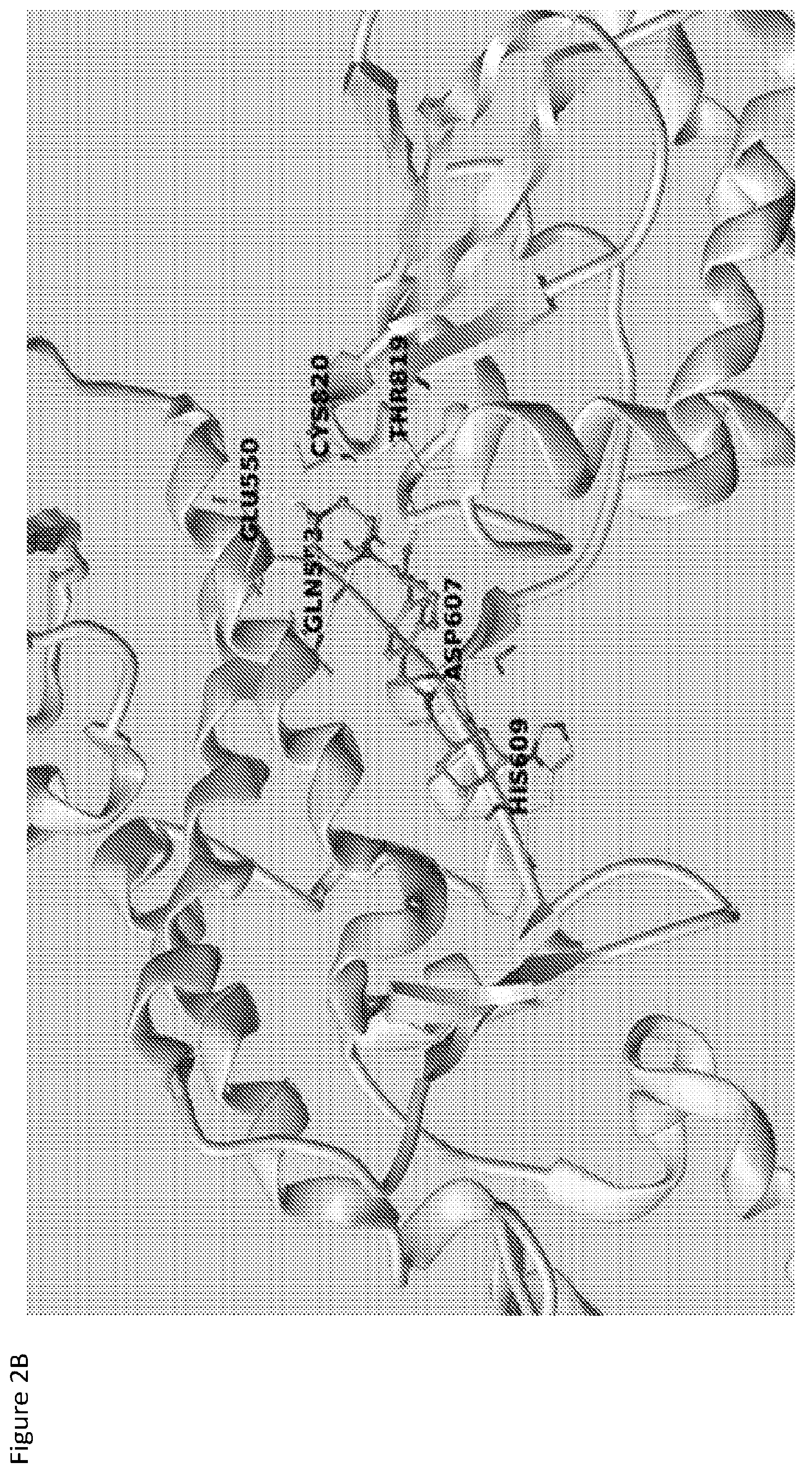 Patent US12564588 Figure 3 – HECT E3 ubiquitin liagase inhibitors and uses thereof