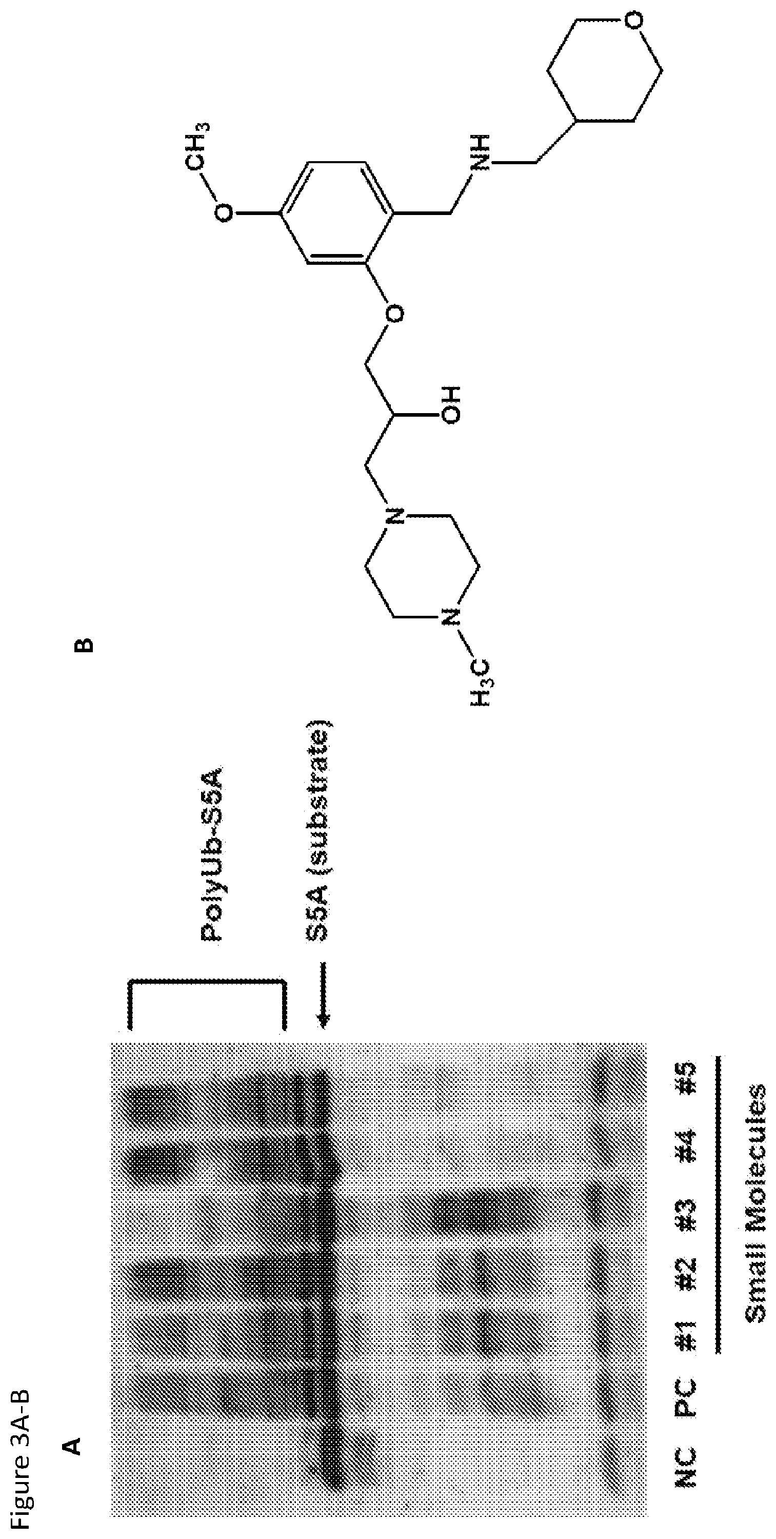 Patent US12564588 Figure 4 – HECT E3 ubiquitin liagase inhibitors and uses thereof