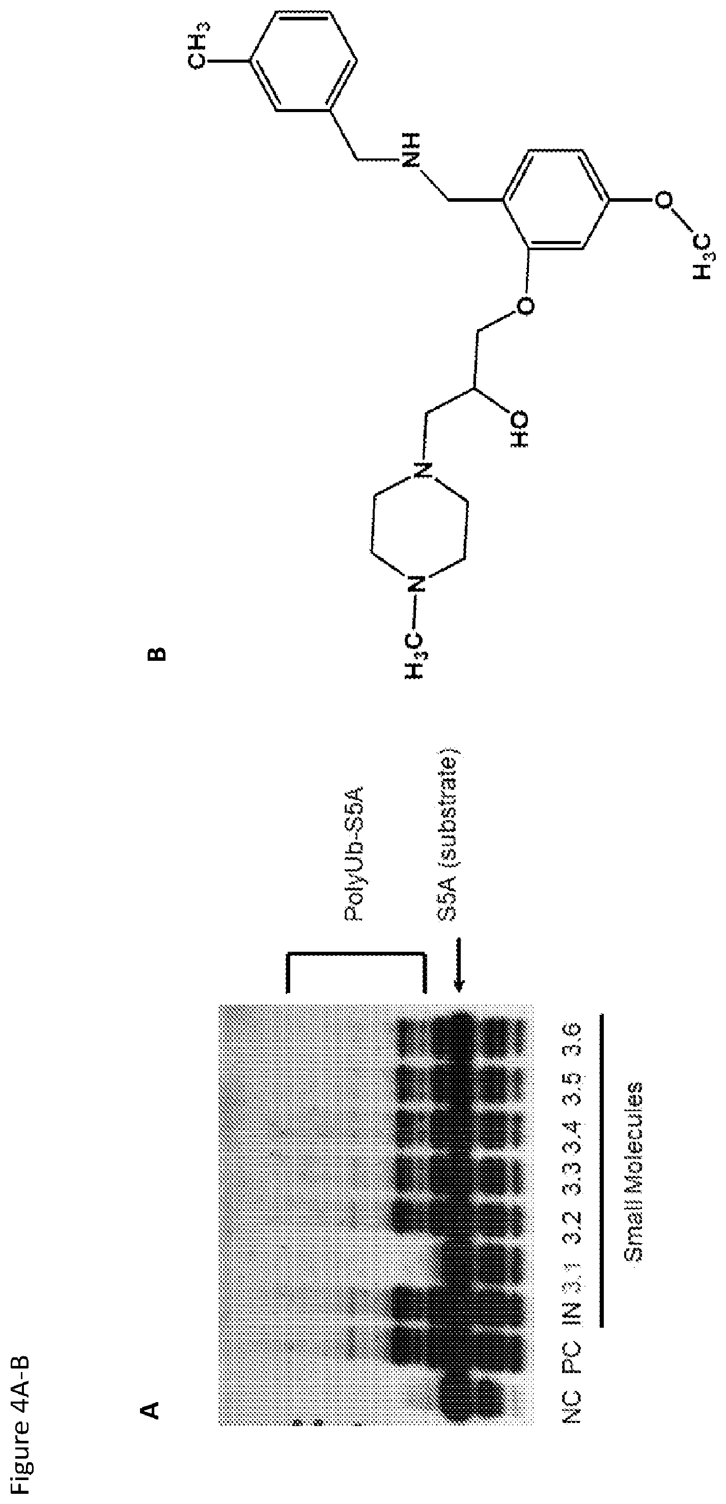Patent US12564588 Figure 5 – HECT E3 ubiquitin liagase inhibitors and uses thereof