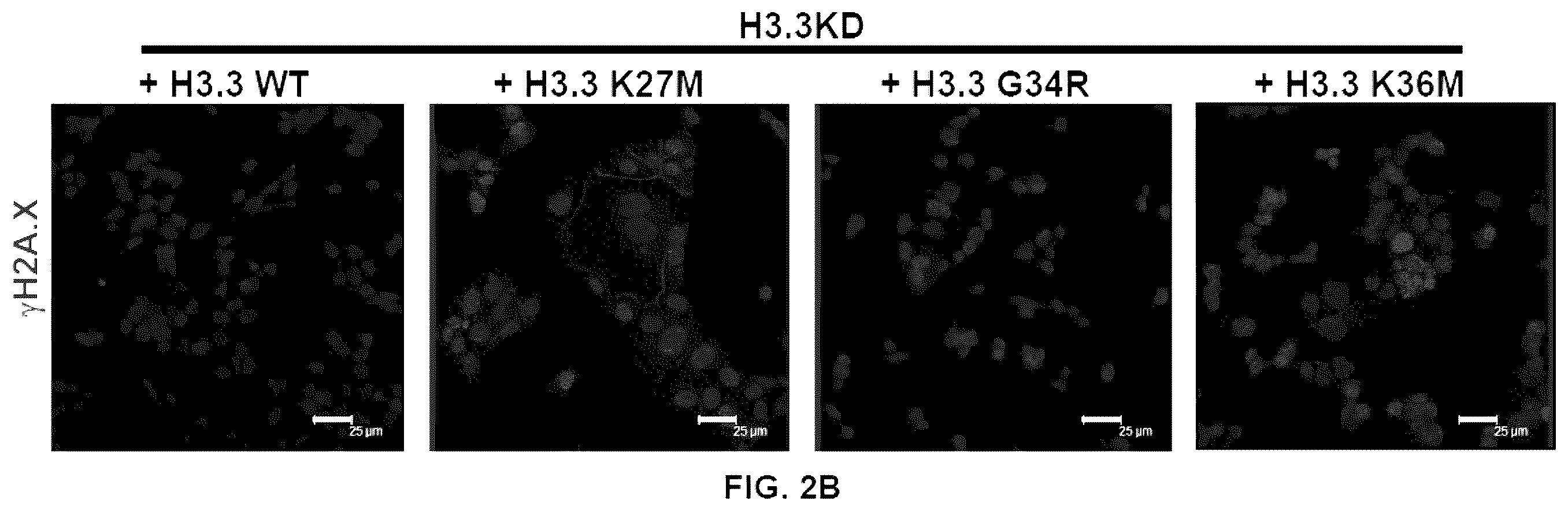Patent US12564589 Figure 6 – Methods for treating cancer, reducing side effects of cancer treatment, and preventing the recurrence of cancer