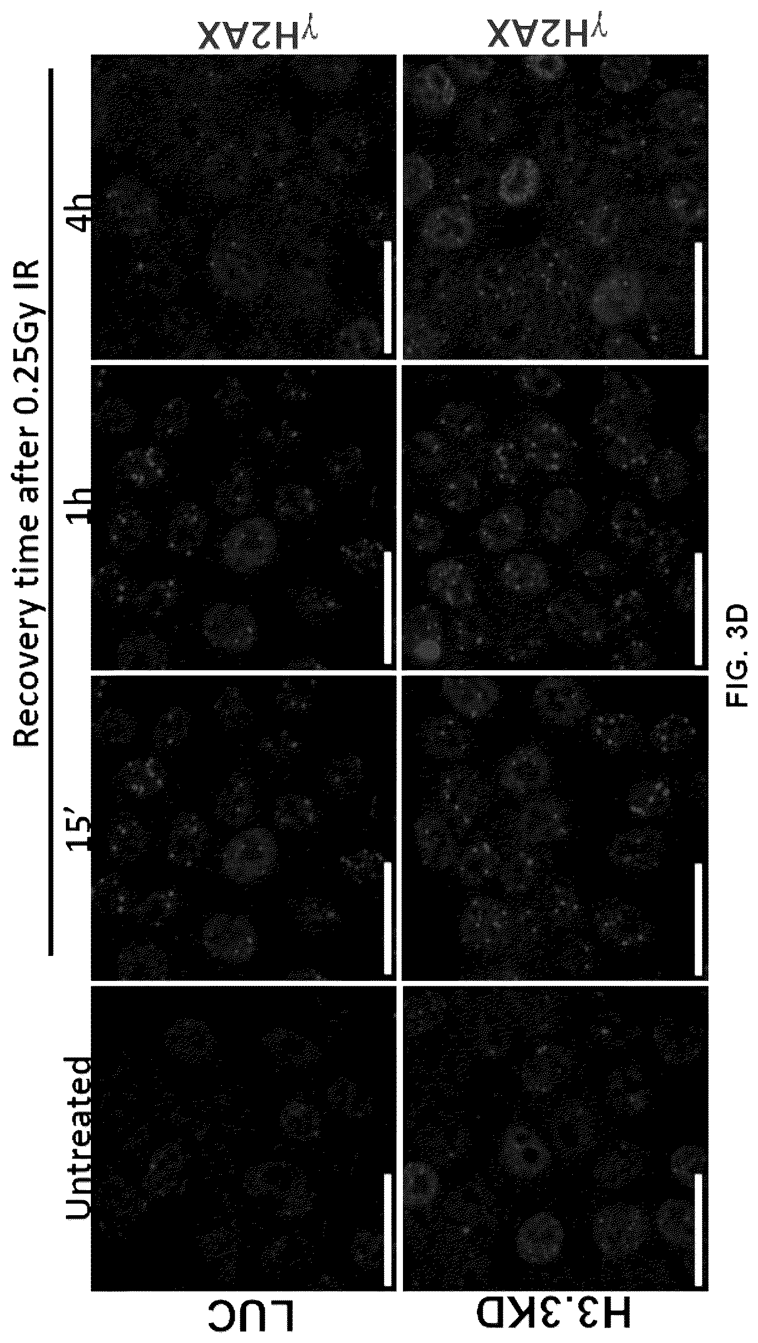 Patent US12564589 Figure 10 – Methods for treating cancer, reducing side effects of cancer treatment, and preventing the recurrence of cancer