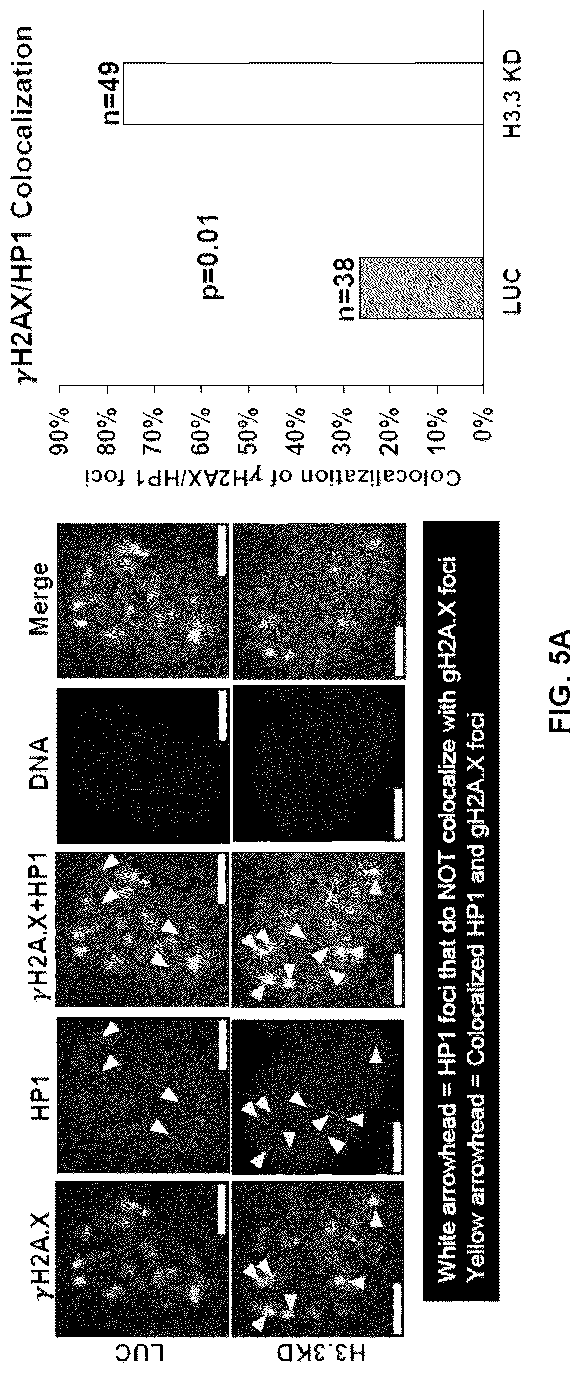 Patent US12564589 Figure 16 – Methods for treating cancer, reducing side effects of cancer treatment, and preventing the recurrence of cancer