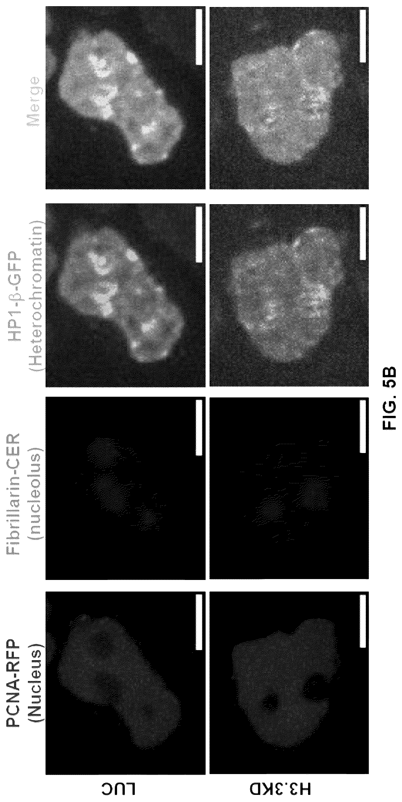 Patent US12564589 Figure 17 – Methods for treating cancer, reducing side effects of cancer treatment, and preventing the recurrence of cancer