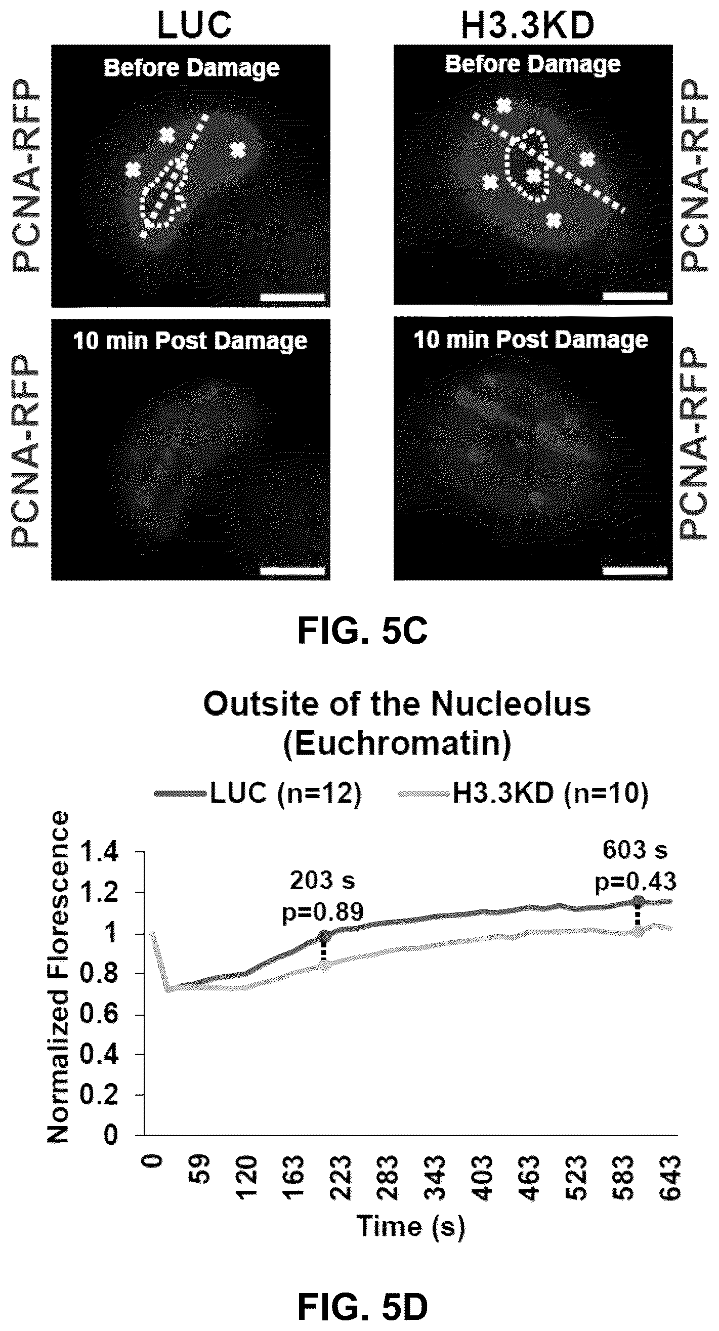 Patent US12564589 Figure 18 – Methods for treating cancer, reducing side effects of cancer treatment, and preventing the recurrence of cancer