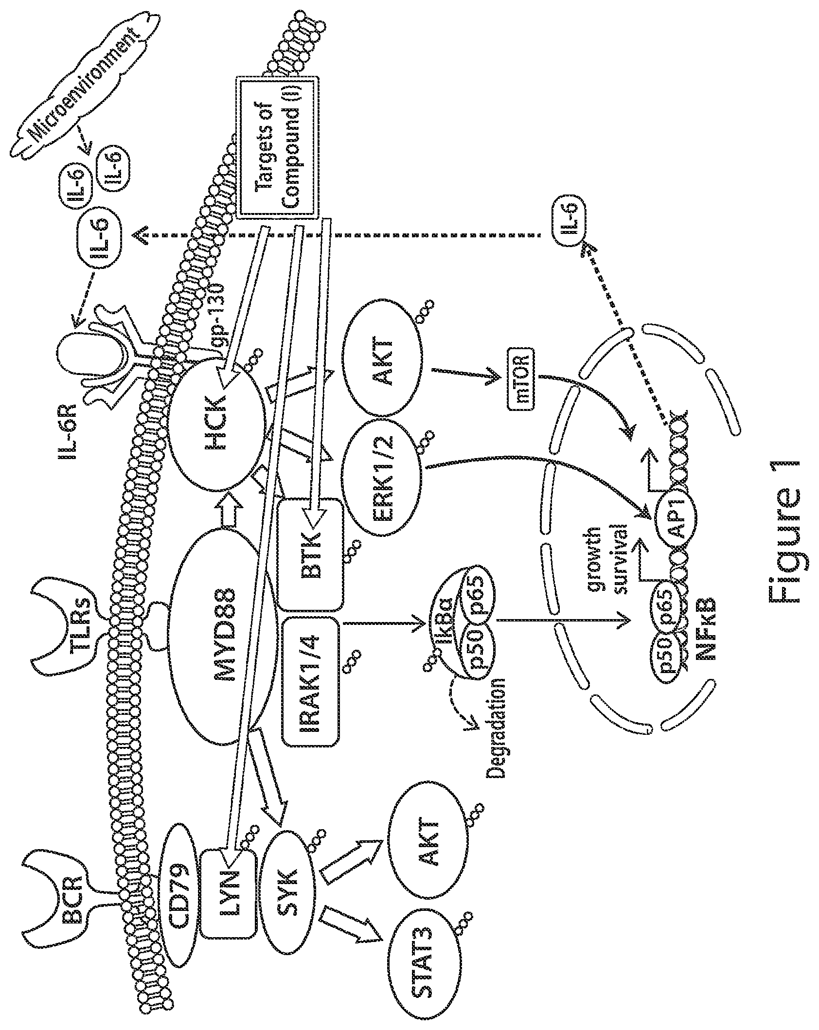 Patent US12564591 Figure 1 – HCK as a therapeutic target in MYD88 mutated diseases