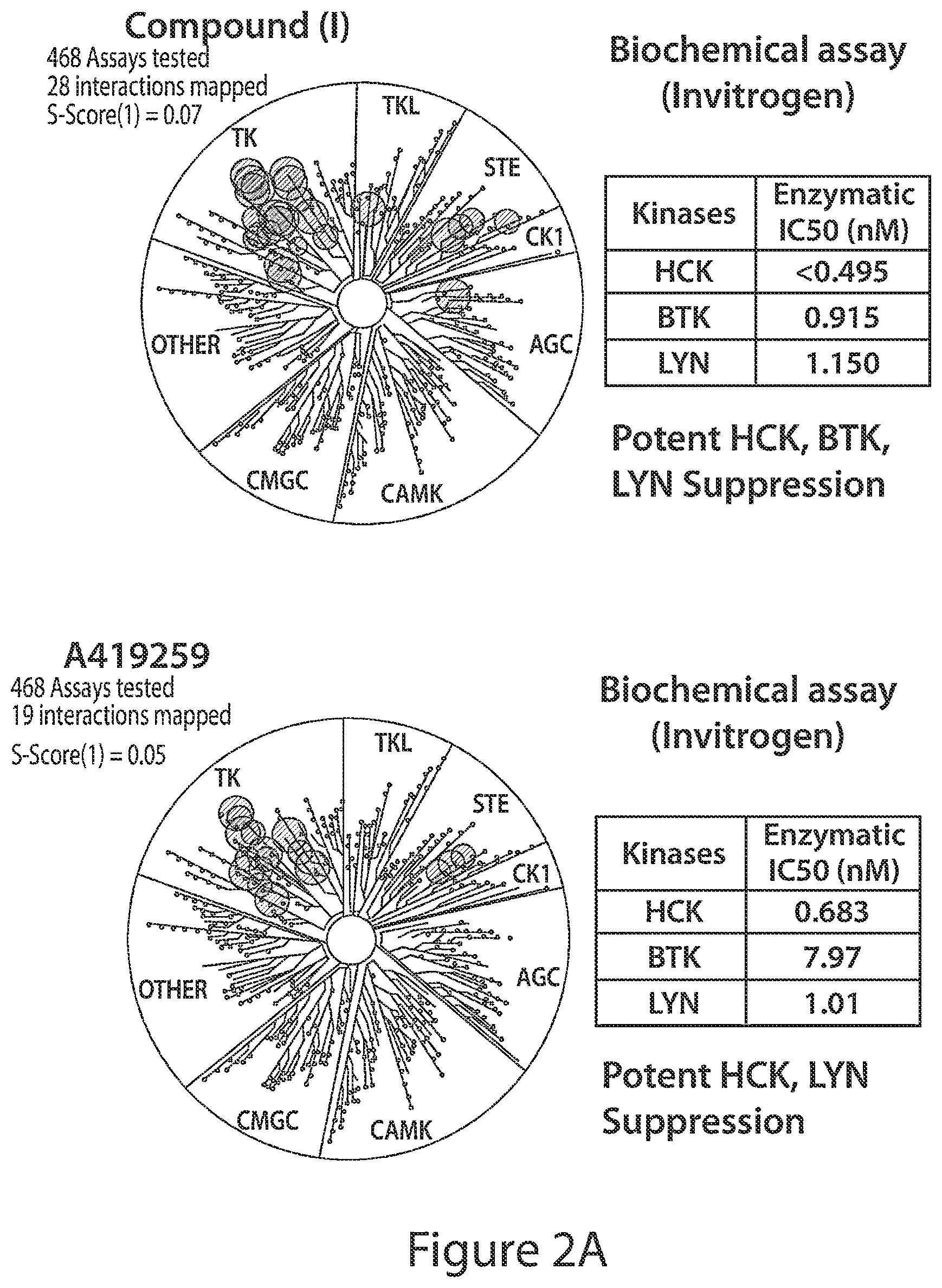 Patent US12564591 Figure 2 – HCK as a therapeutic target in MYD88 mutated diseases