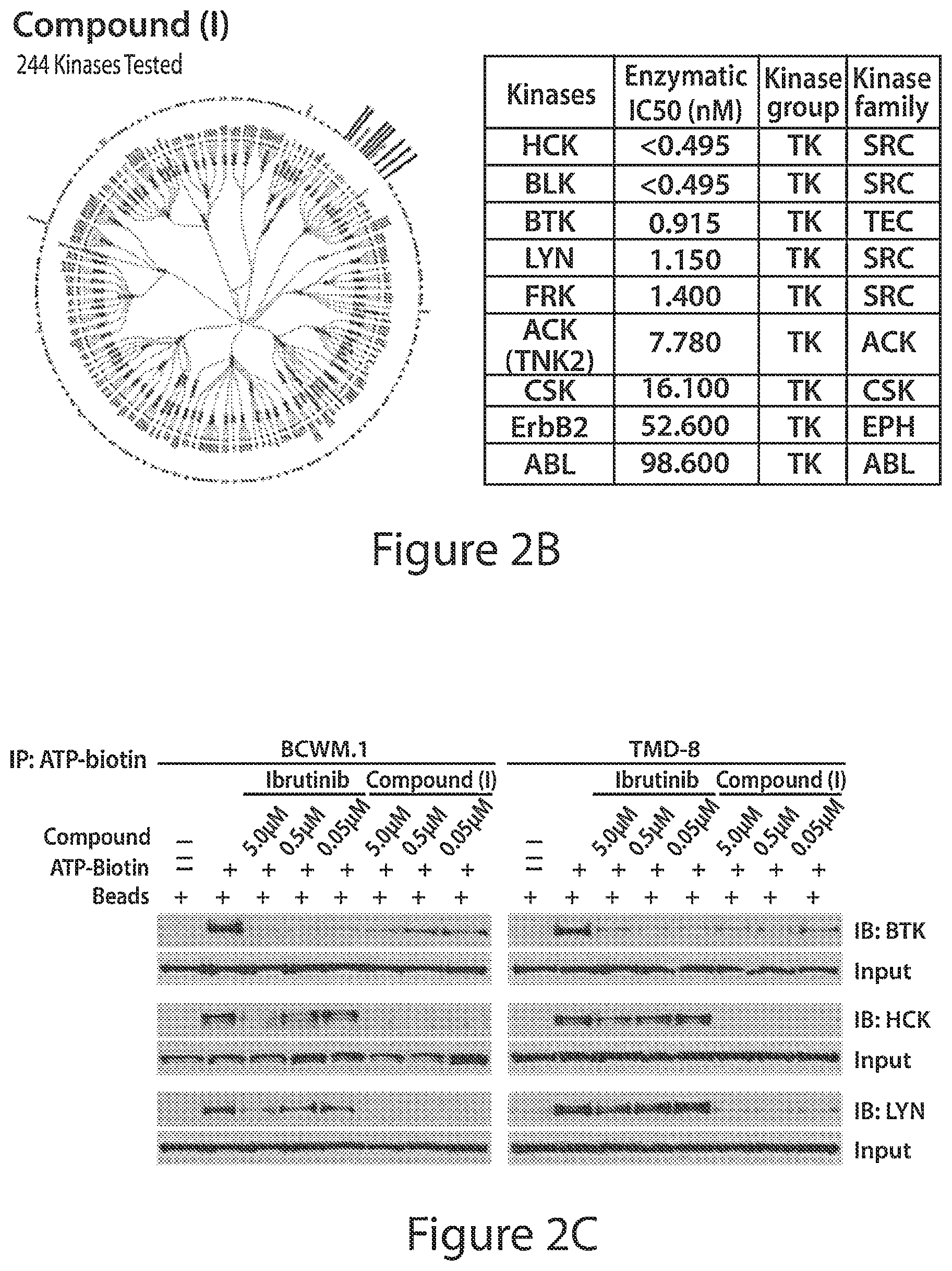Patent US12564591 Figure 3 – HCK as a therapeutic target in MYD88 mutated diseases