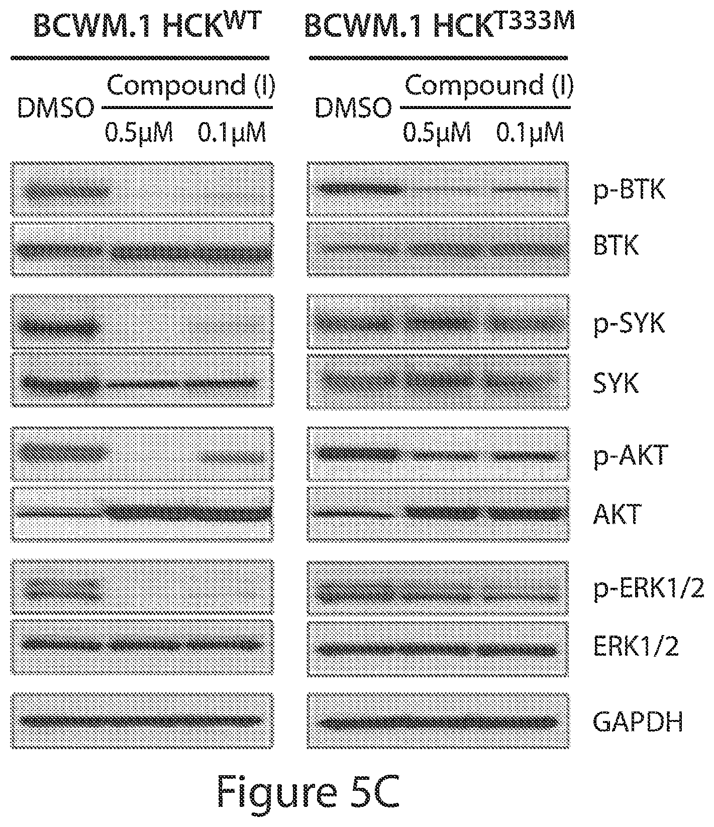 Patent US12564591 Figure 9 – HCK as a therapeutic target in MYD88 mutated diseases
