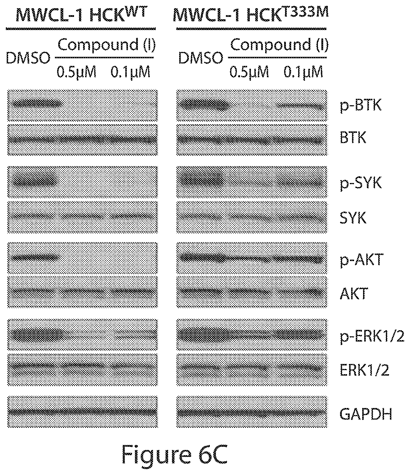 Patent US12564591 Figure 11 – HCK as a therapeutic target in MYD88 mutated diseases