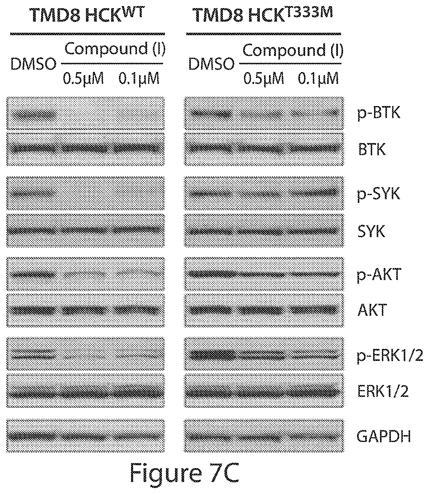 Patent US12564591 Figure 13 – HCK as a therapeutic target in MYD88 mutated diseases
