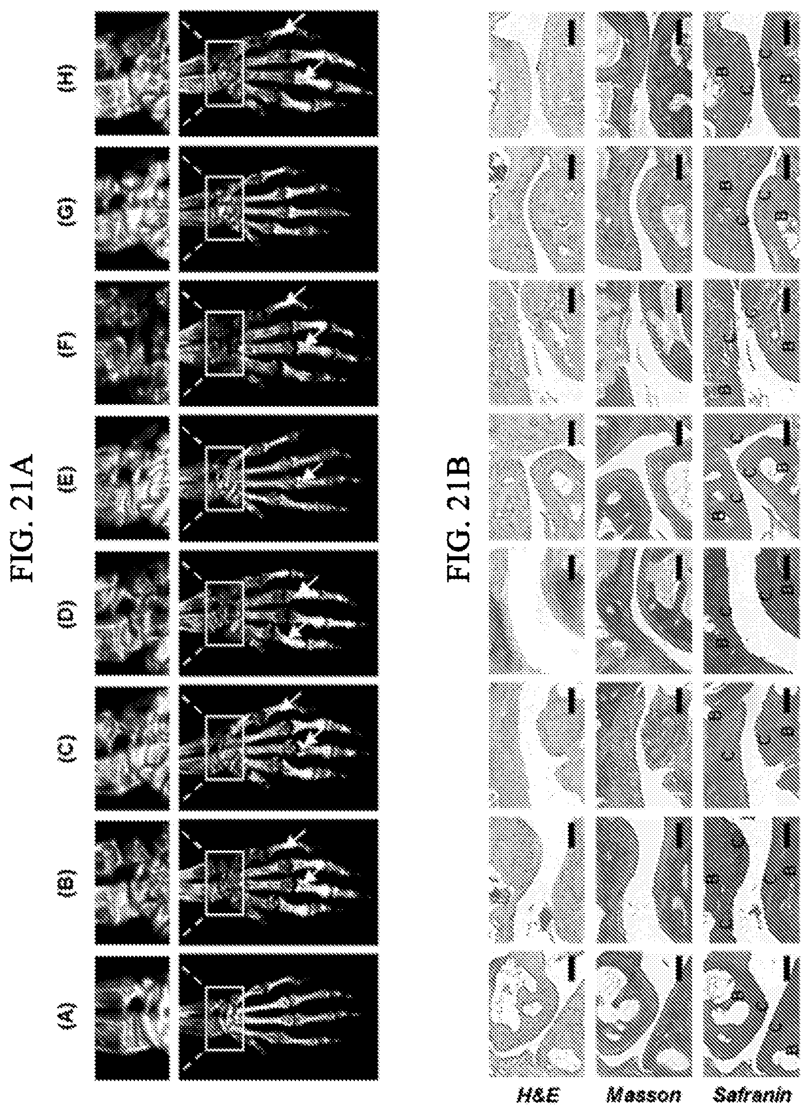 Patent US12564598 Figure 20 – Nitric oxide-sensitive hydrogel