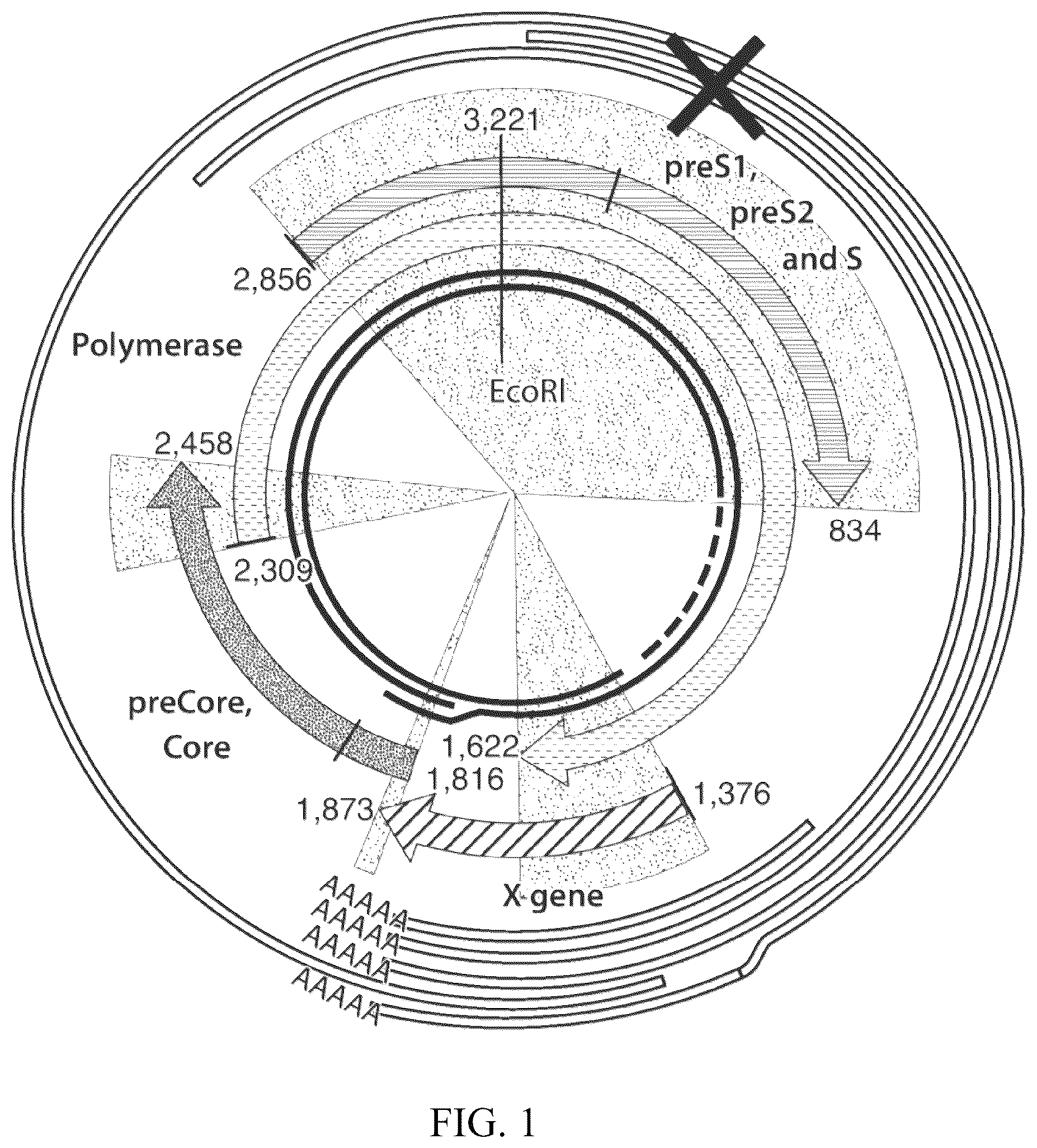 Patent US12564601 — Methods for treating hepatitis B infection — Figure 1
