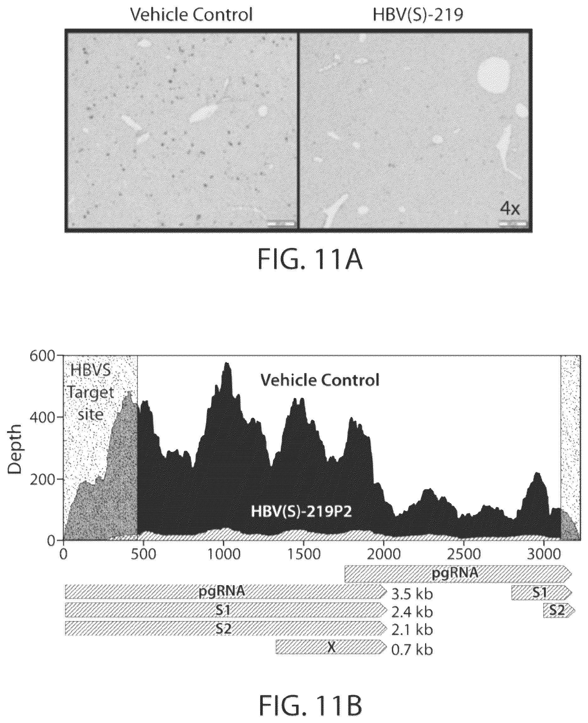 Patent US12564601 Figure 9 – Methods for treating hepatitis B infection