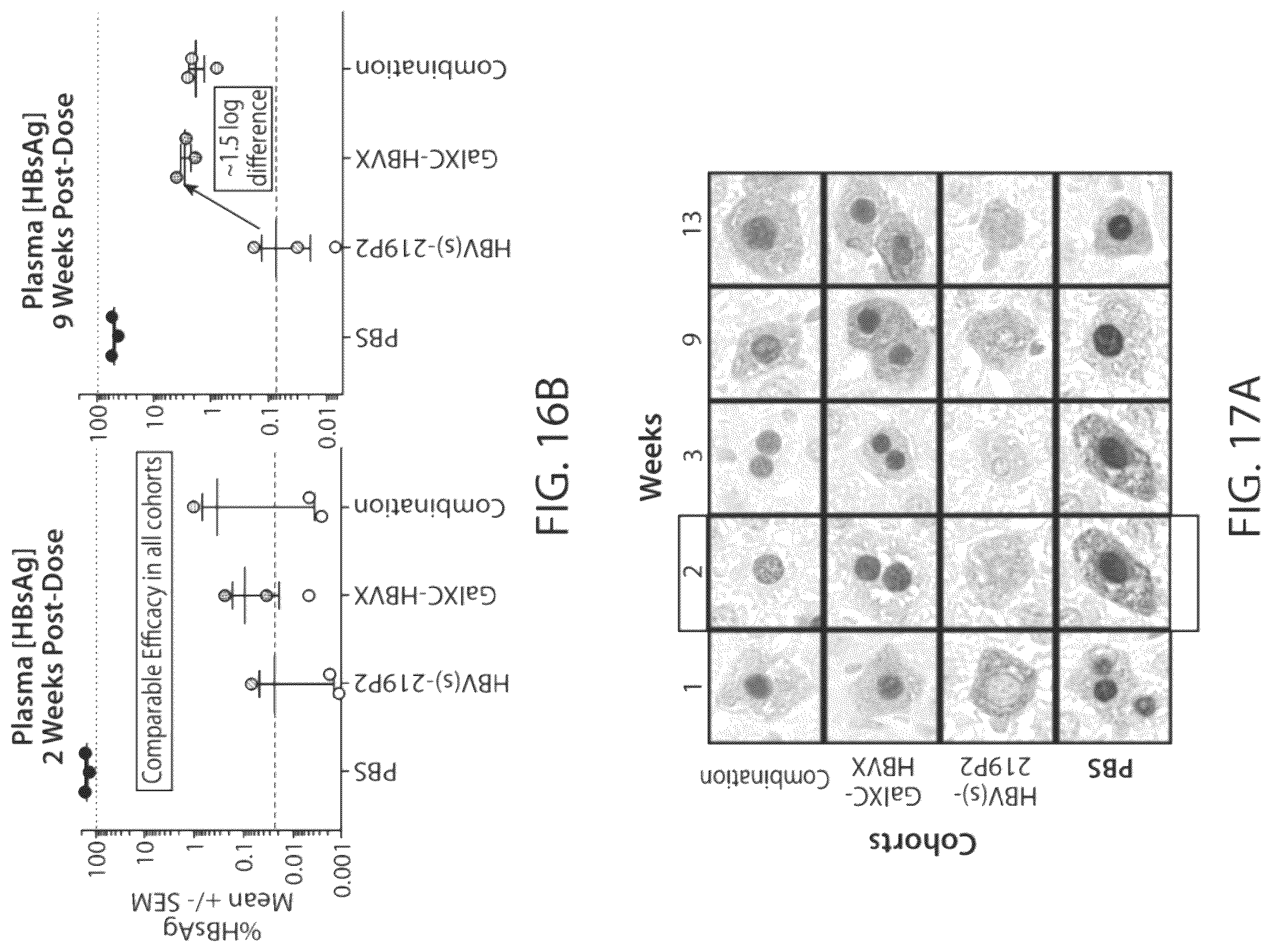 Patent US12564601 Figure 16 – Methods for treating hepatitis B infection