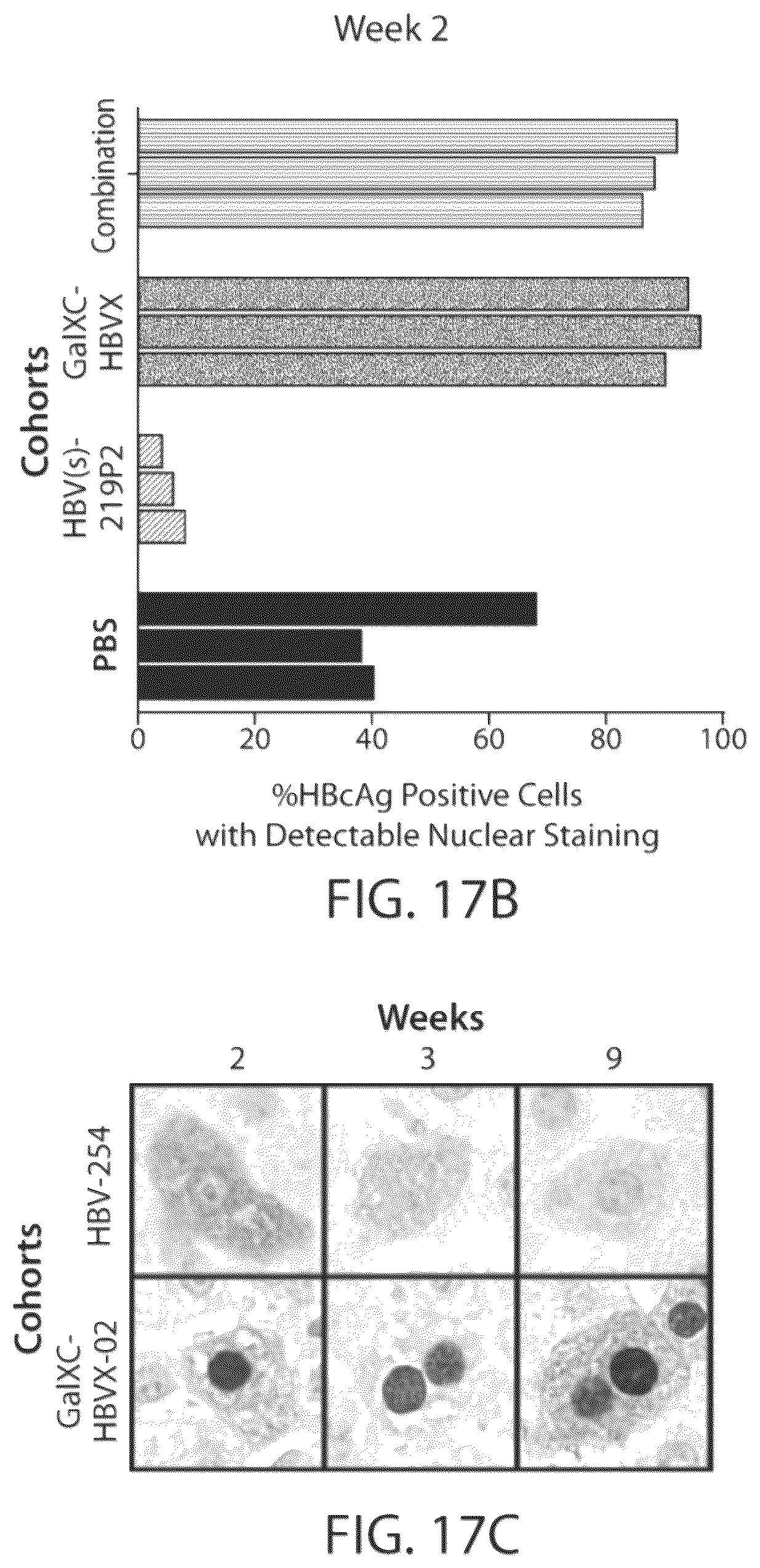 Patent US12564601 Figure 17 – Methods for treating hepatitis B infection