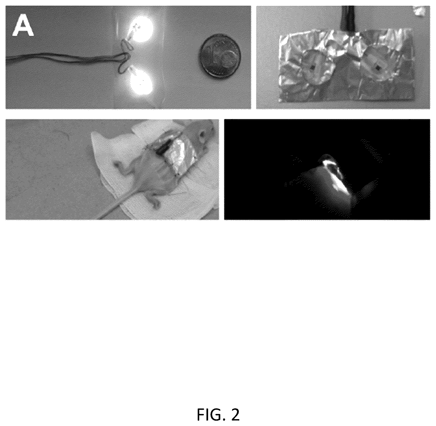 Patent US12564604 Figure 2 – Photosynthetic cellular substances and methods of use thereof
