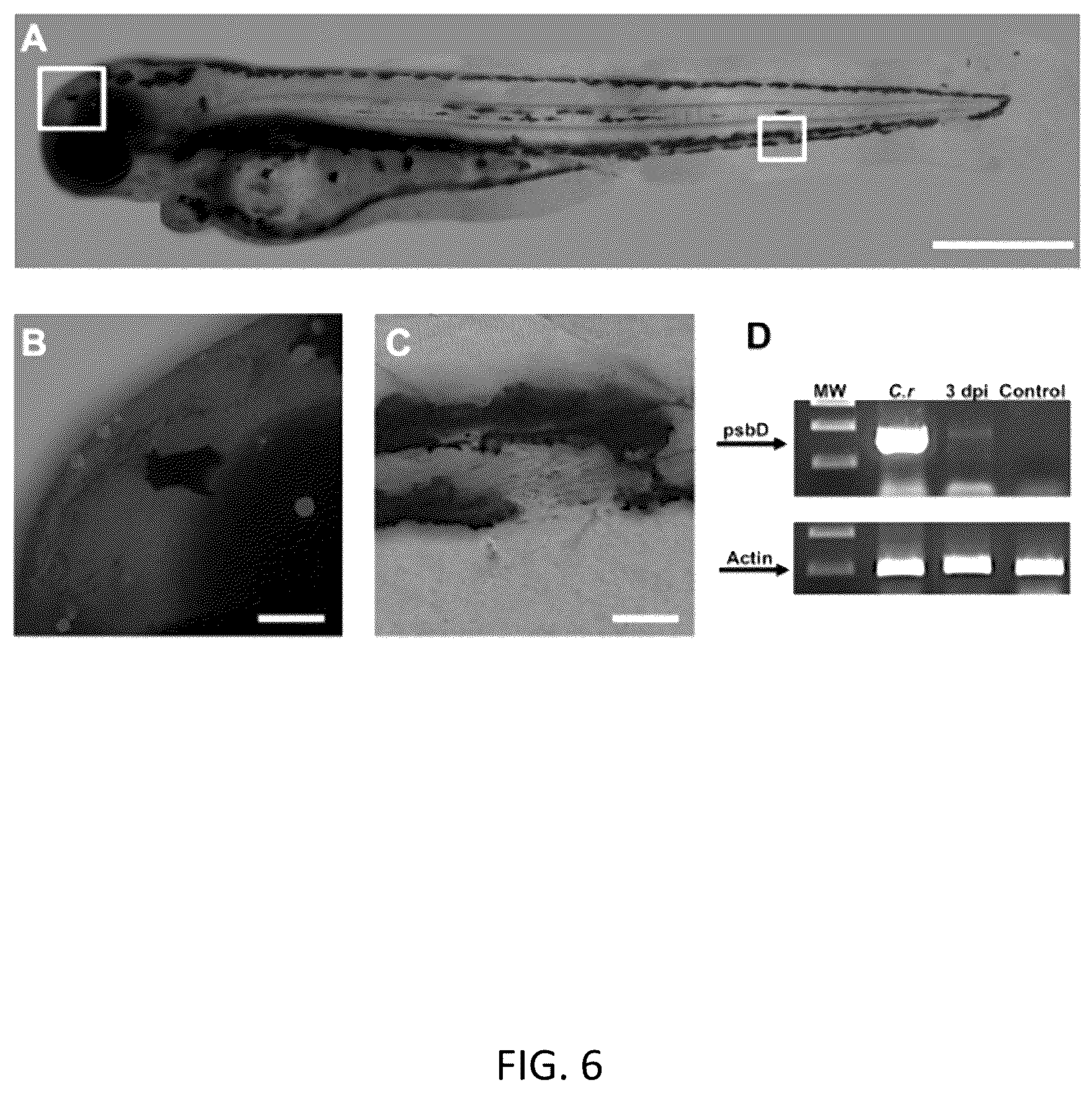 Patent US12564604 Figure 6 – Photosynthetic cellular substances and methods of use thereof