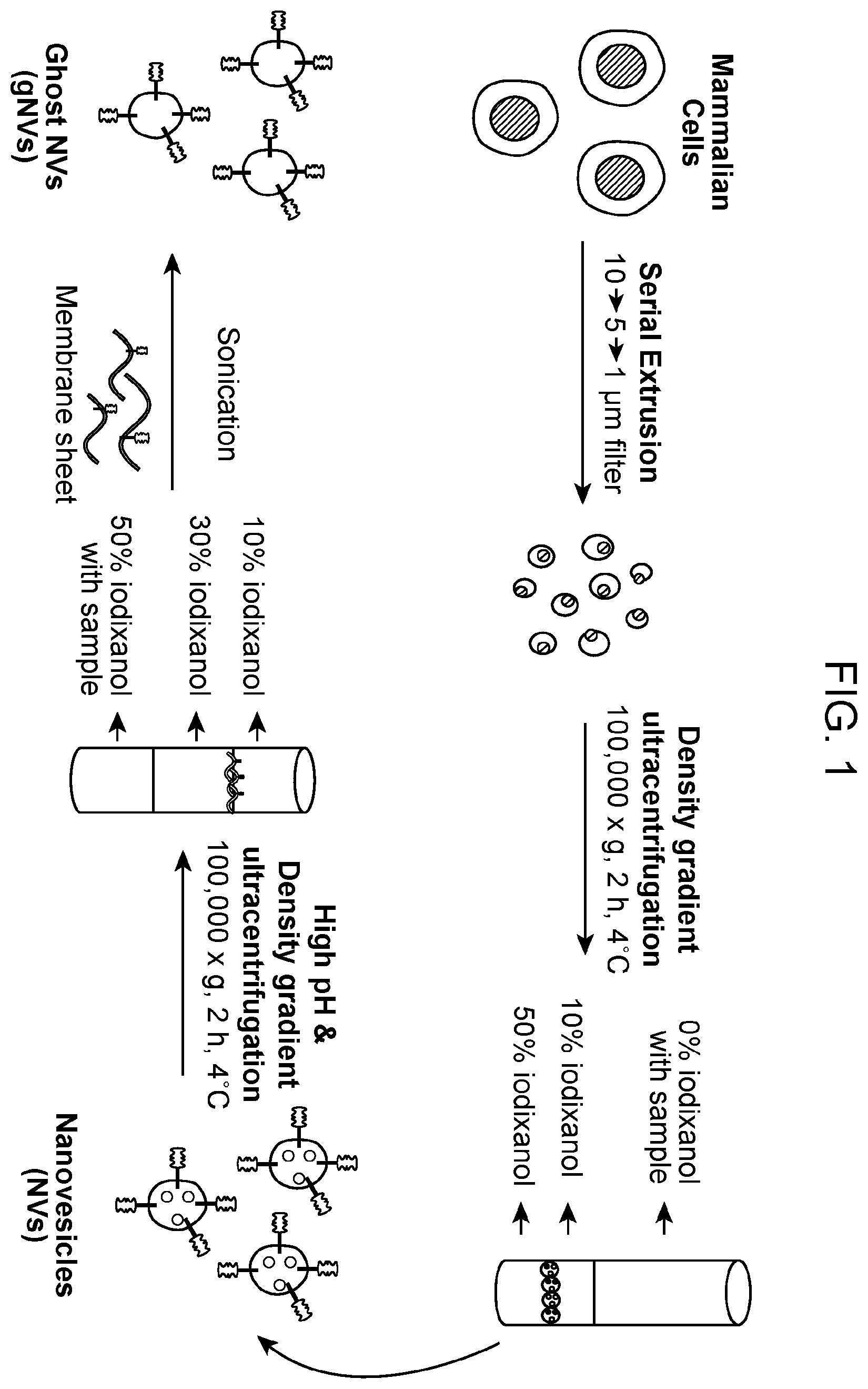 Patent US12564608 Figure 1 – Use of ghost nanovesicles as therapeutics