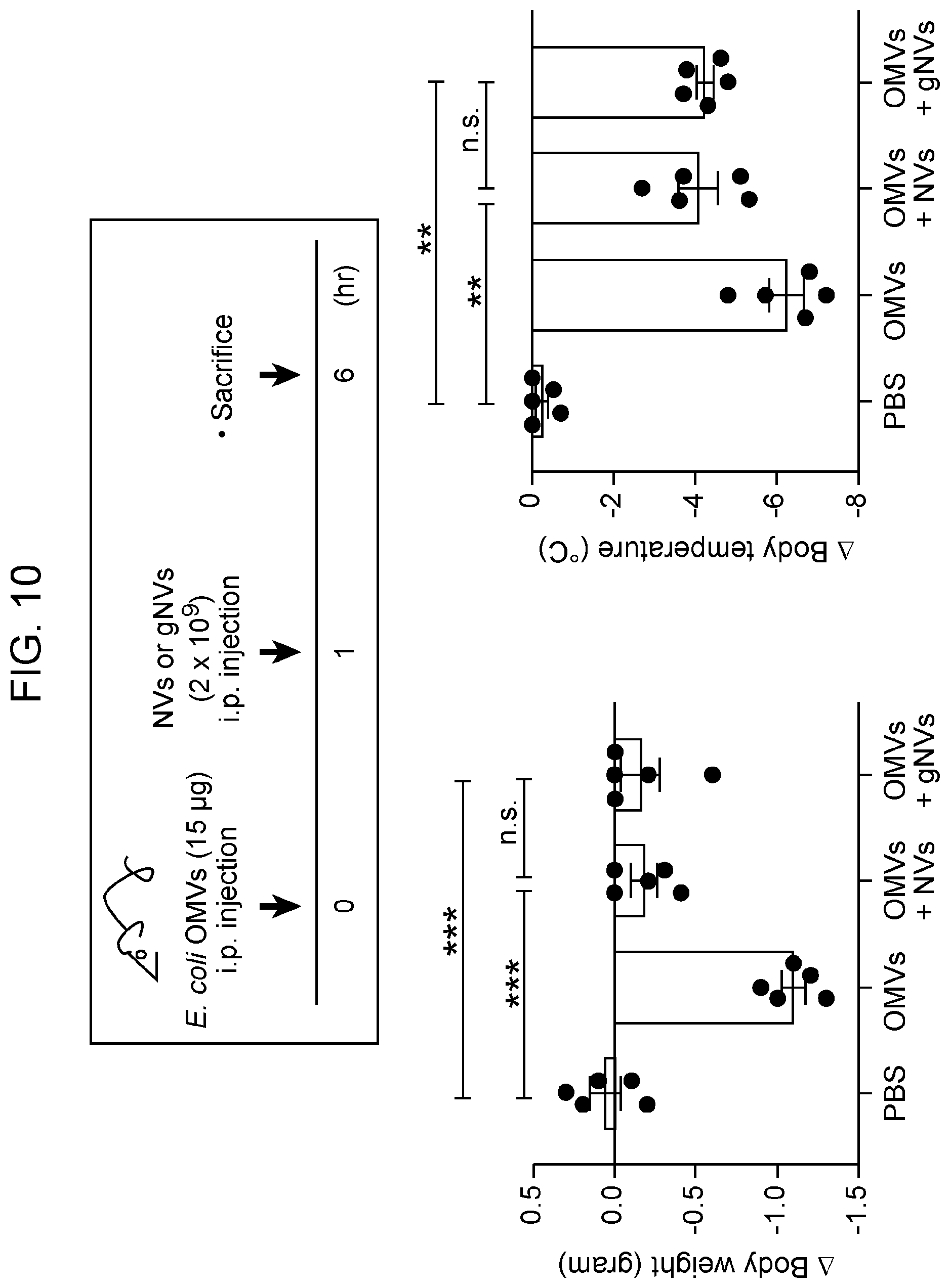 Patent US12564608 Figure 10 – Use of ghost nanovesicles as therapeutics