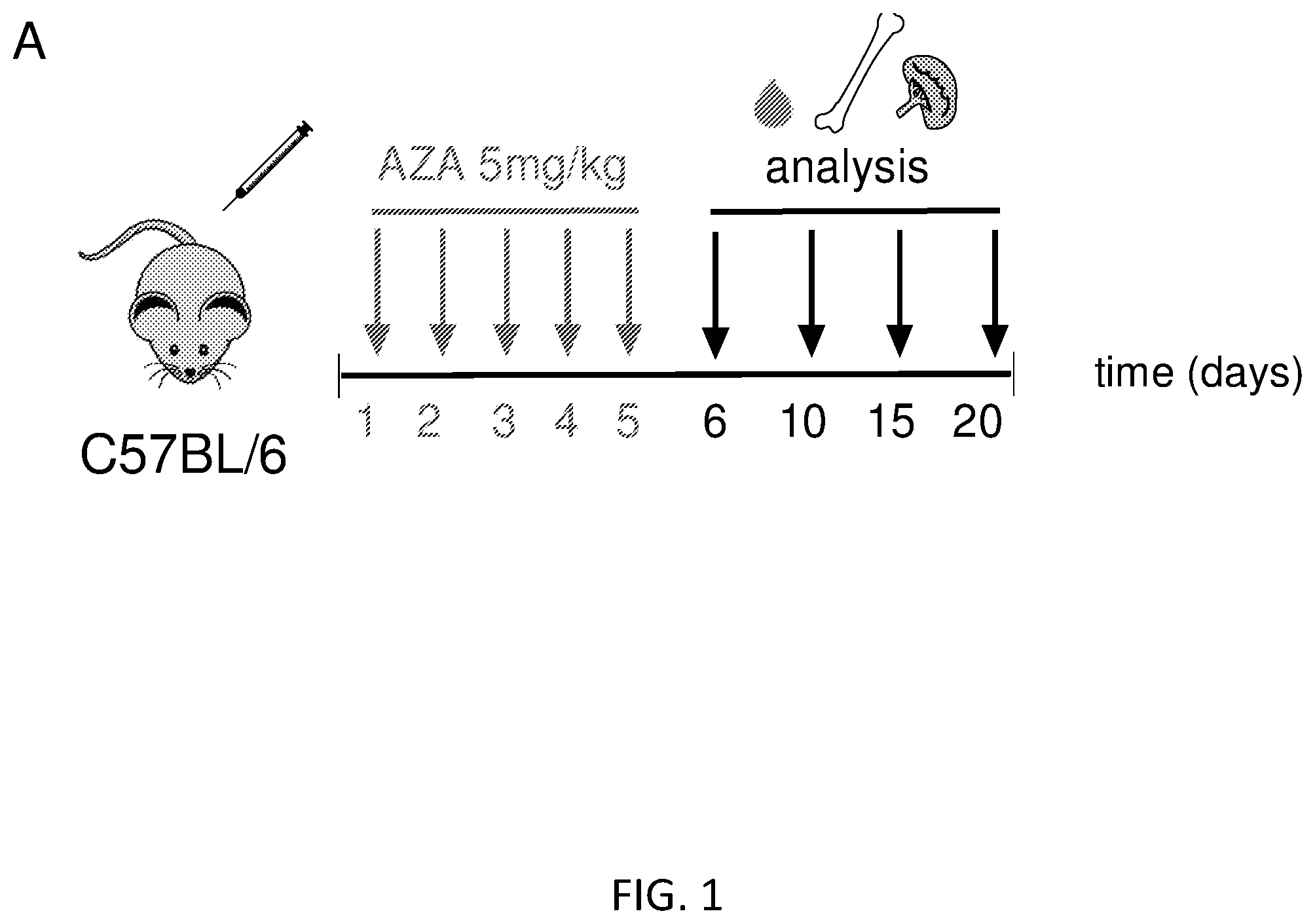 Patent US12564609 Figure 1 – Hematopoietic stem cell engraftment with a combination of agents