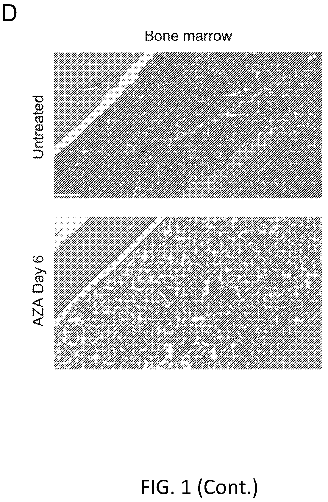 Patent US12564609 Figure 4 – Hematopoietic stem cell engraftment with a combination of agents