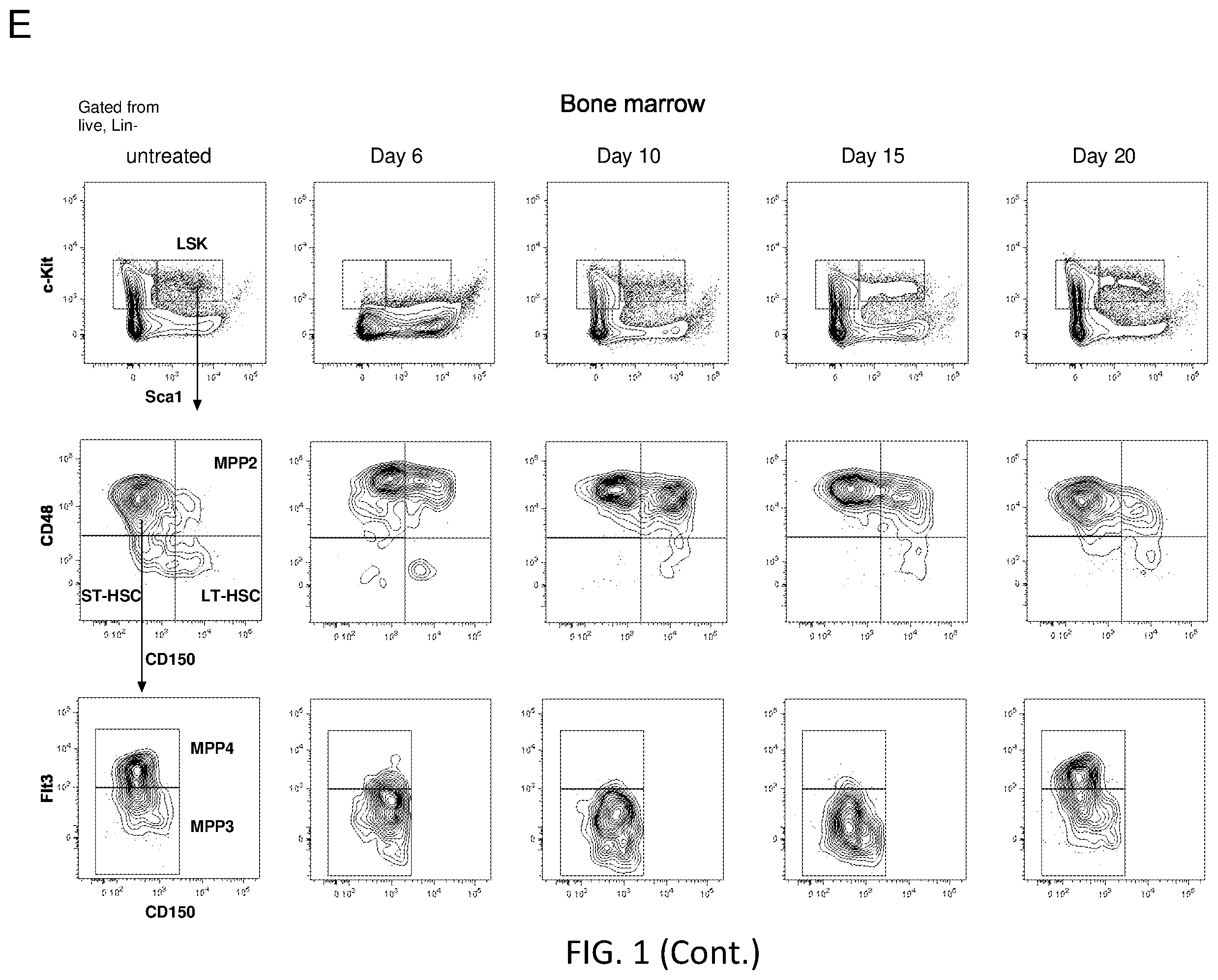 Patent US12564609 Figure 5 – Hematopoietic stem cell engraftment with a combination of agents