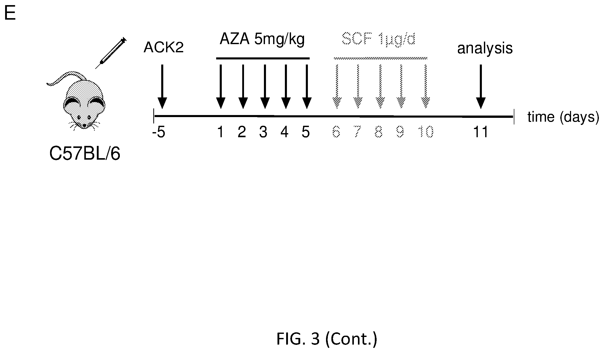 Patent US12564609 Figure 15 – Hematopoietic stem cell engraftment with a combination of agents