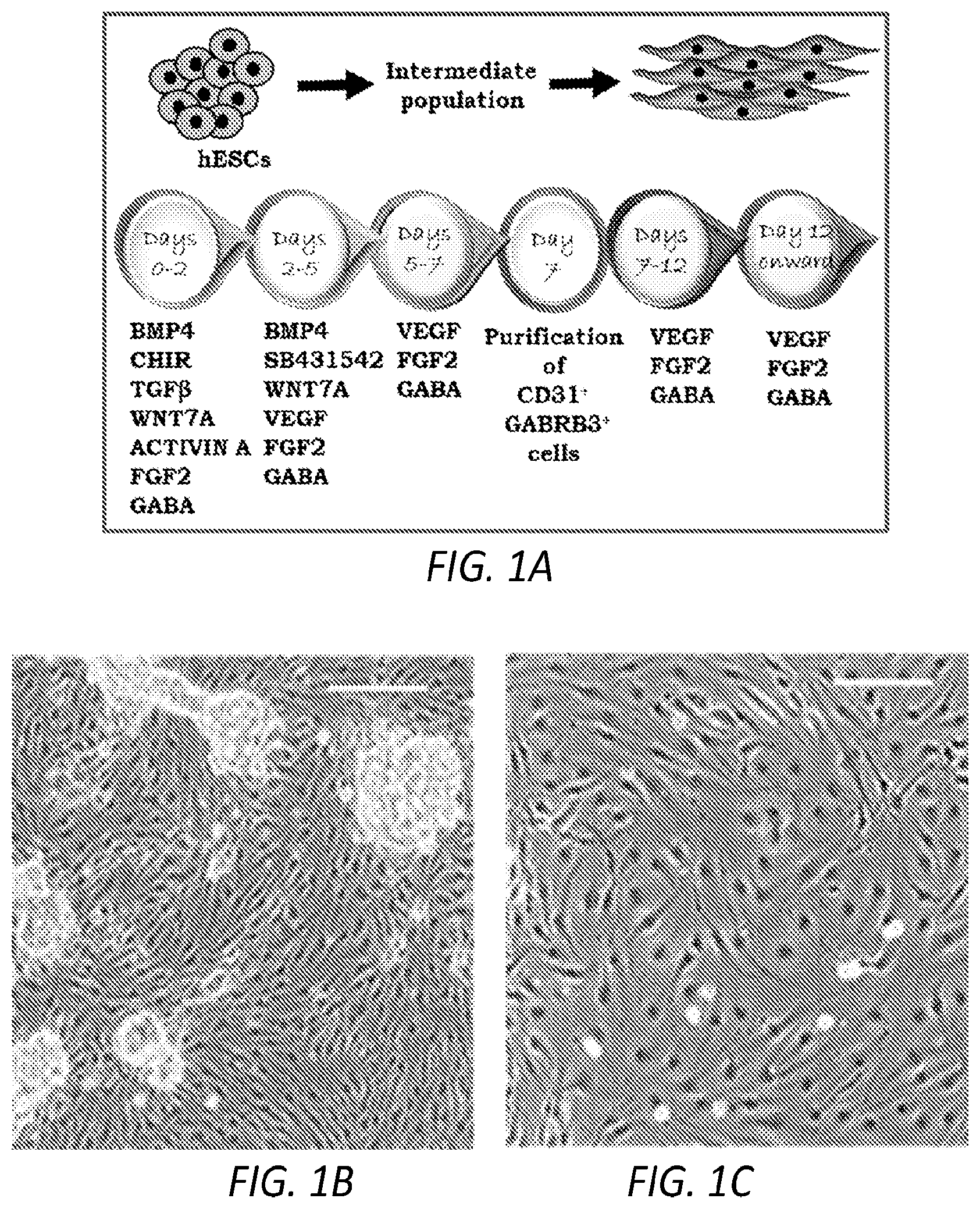 Patent US12564610 Figure 1 – Human periventricular endothelial cell therapy for neuropsychiatric disorders