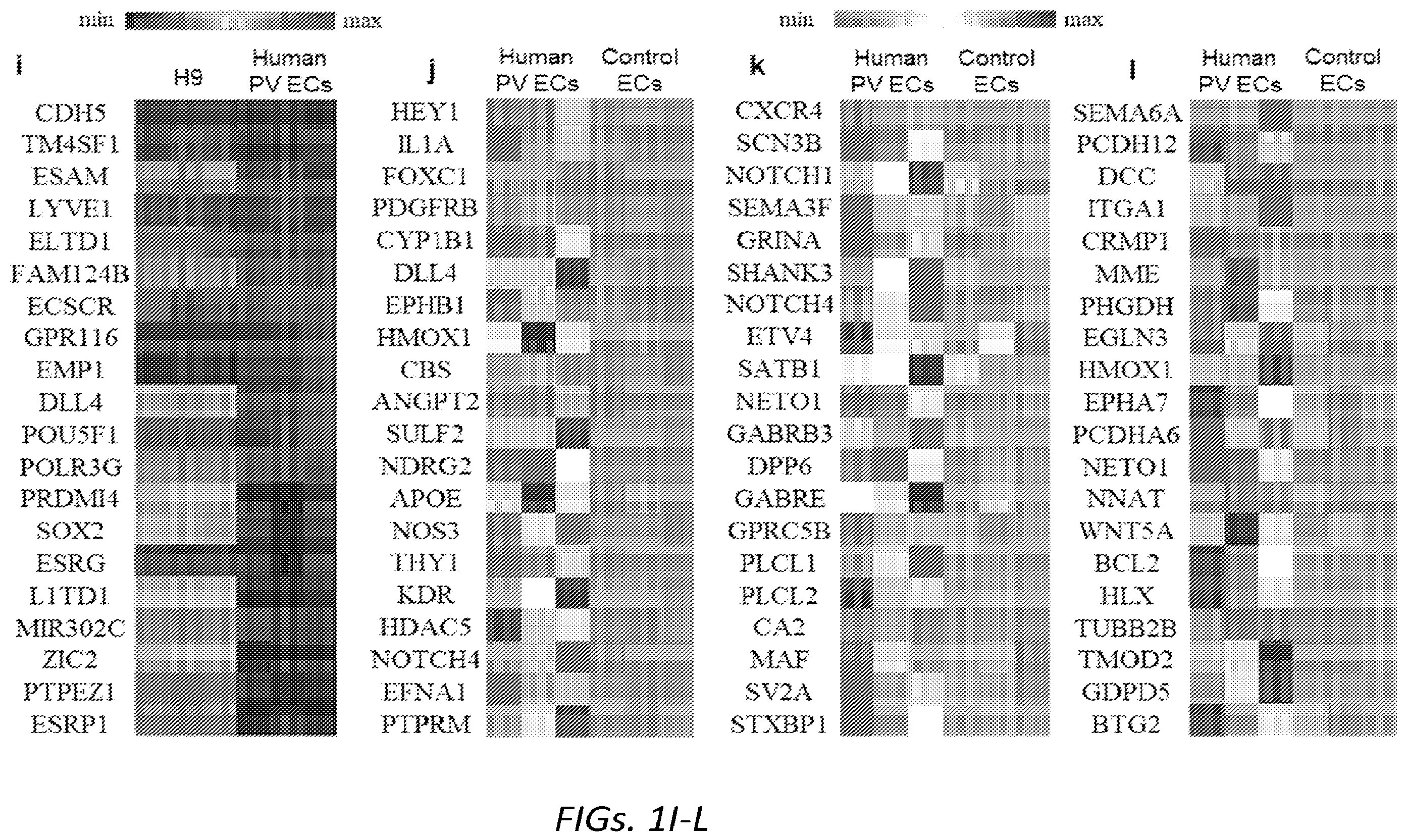 Patent US12564610 Figure 5 – Human periventricular endothelial cell therapy for neuropsychiatric disorders