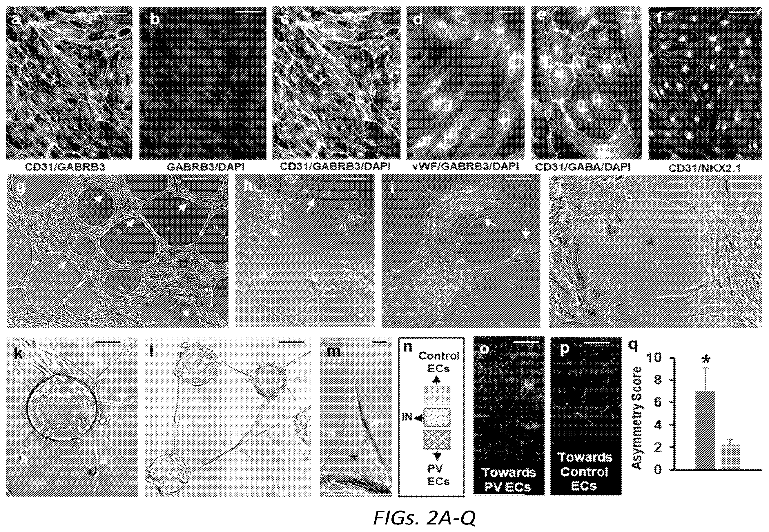 Patent US12564610 Figure 6 – Human periventricular endothelial cell therapy for neuropsychiatric disorders