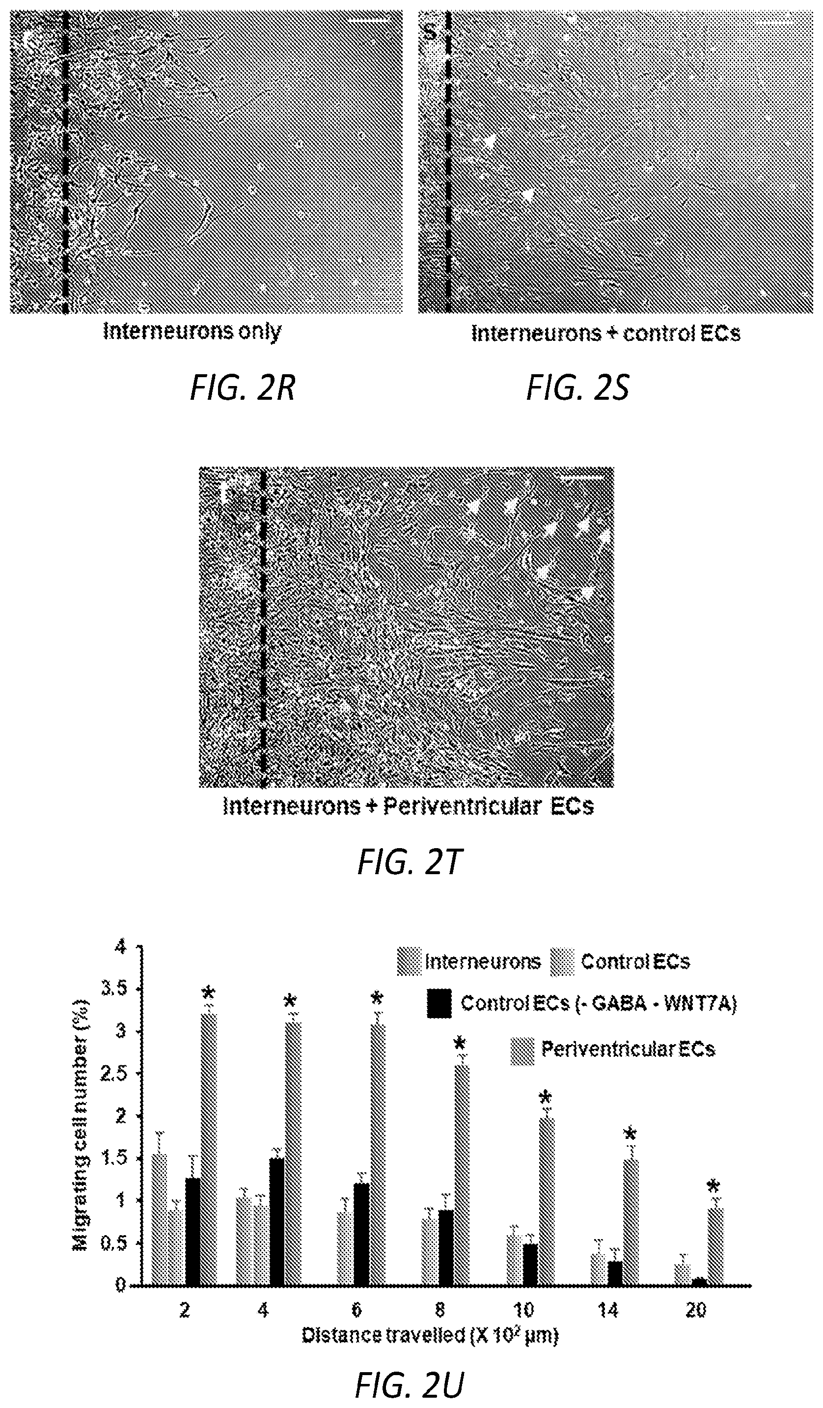 Patent US12564610 Figure 7 – Human periventricular endothelial cell therapy for neuropsychiatric disorders