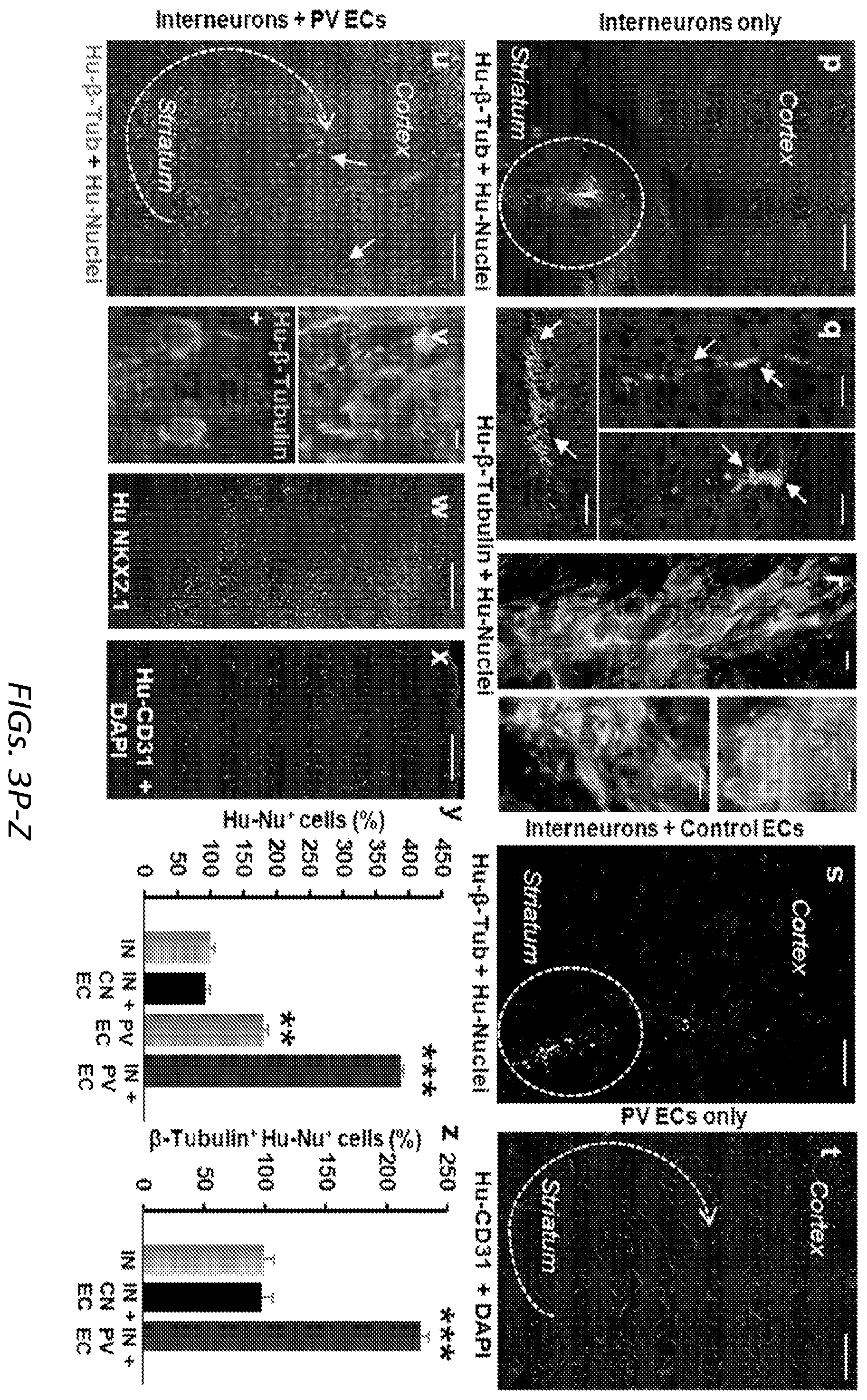 Patent US12564610 Figure 10 – Human periventricular endothelial cell therapy for neuropsychiatric disorders