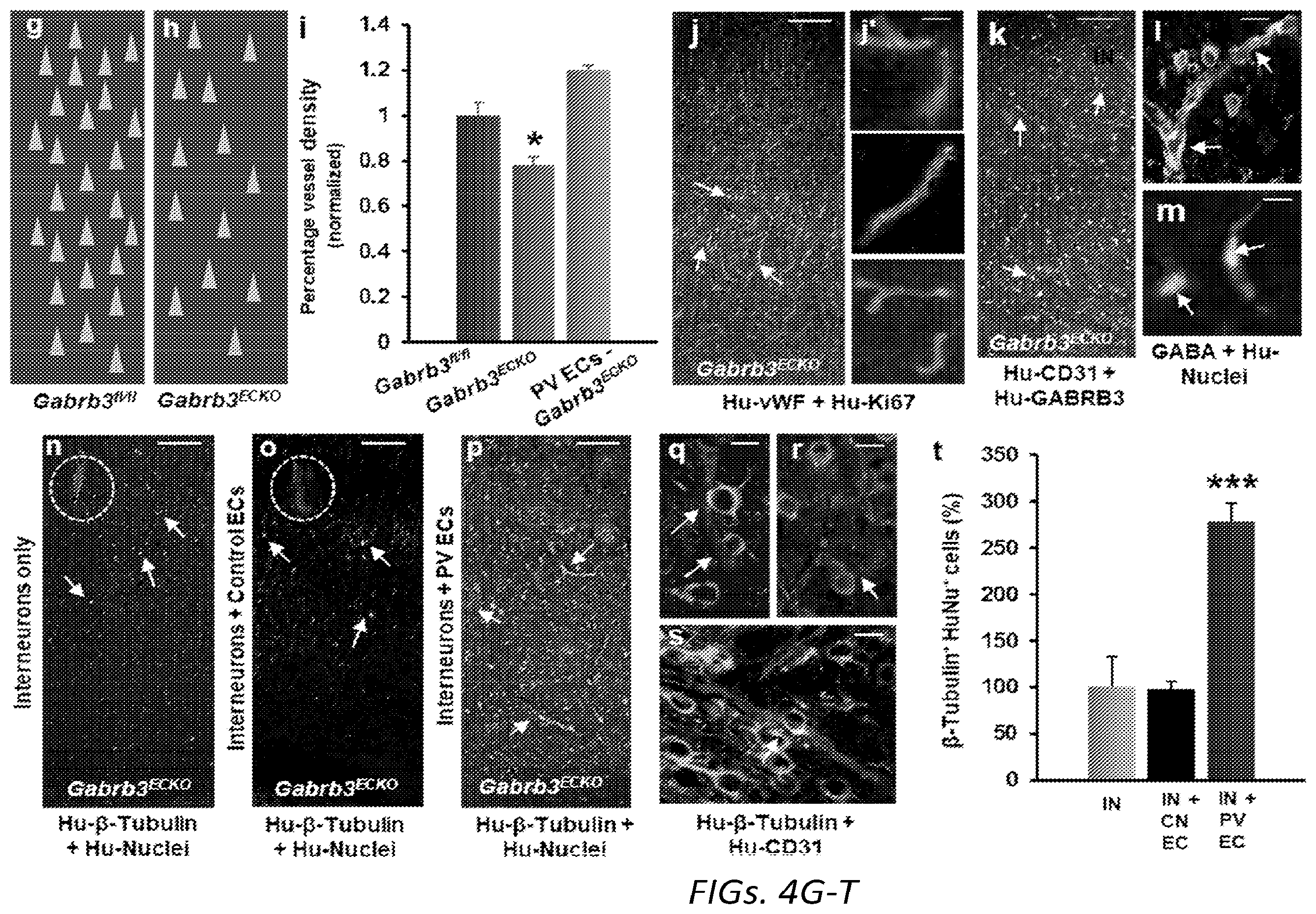 Patent US12564610 Figure 12 – Human periventricular endothelial cell therapy for neuropsychiatric disorders