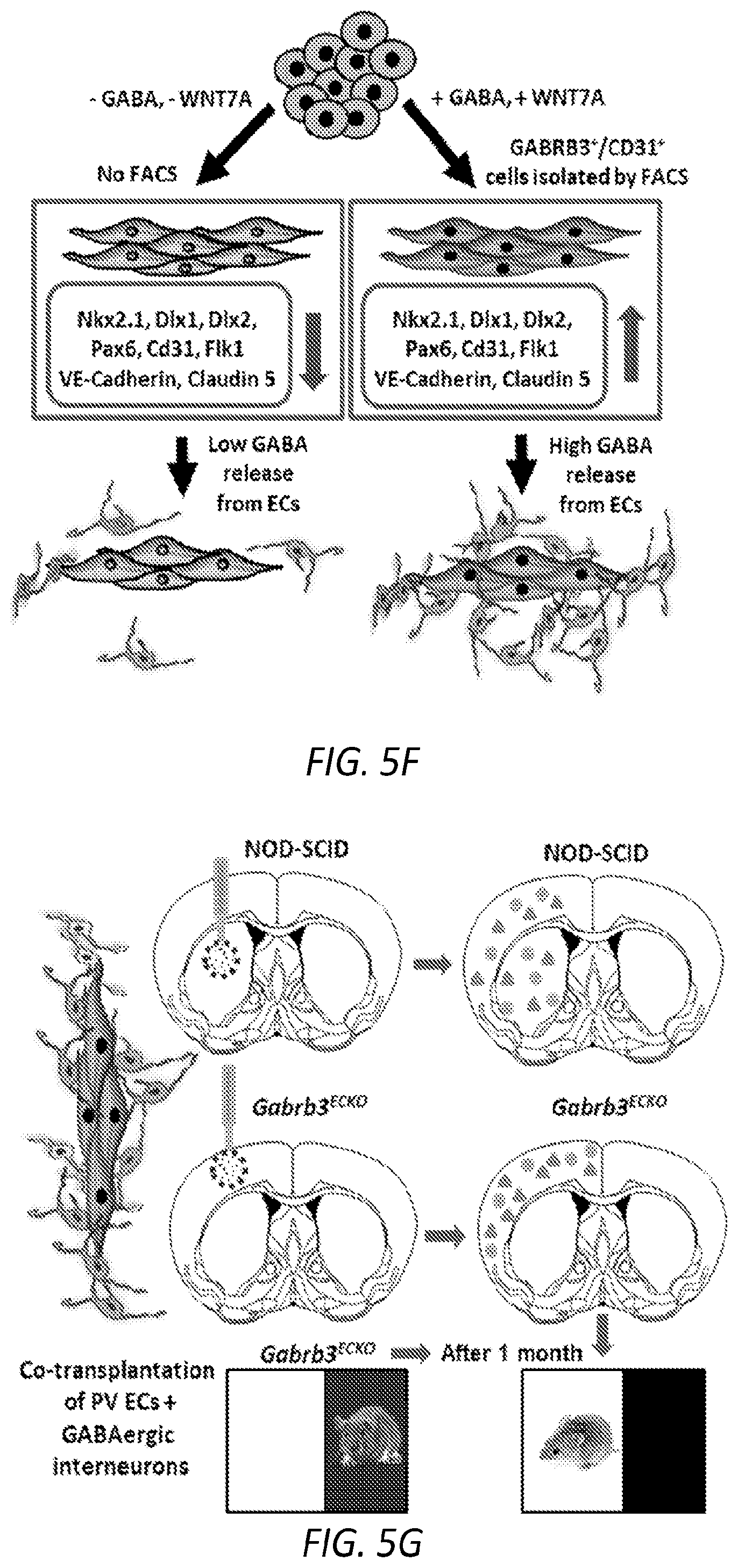 Patent US12564610 Figure 14 – Human periventricular endothelial cell therapy for neuropsychiatric disorders