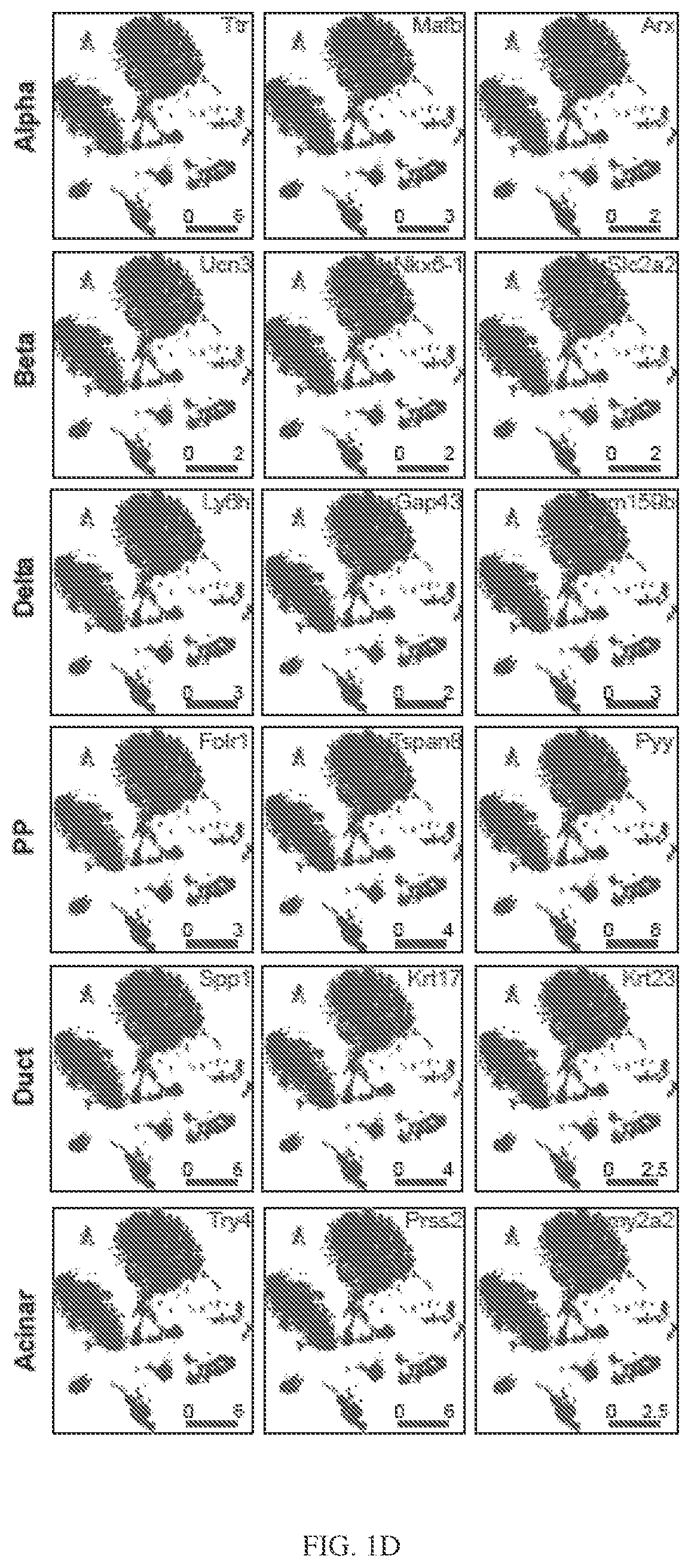 Patent US12564611 Figure 2 – Pancreatic endocrine progenitor cells and use thereof