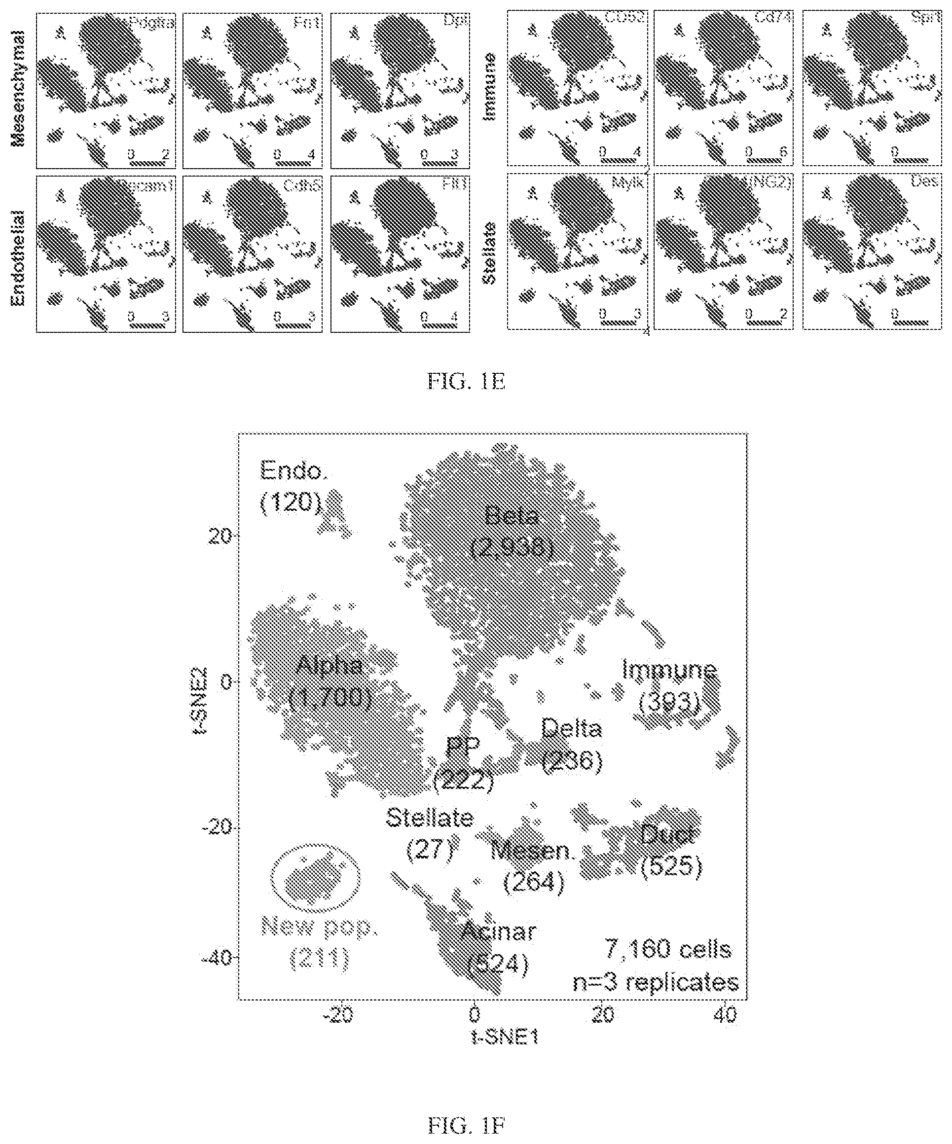 Patent US12564611 Figure 3 – Pancreatic endocrine progenitor cells and use thereof